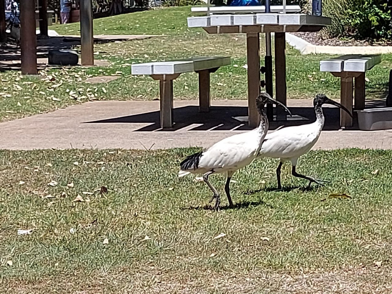 White Ibis in Big City Birds App spotted by Feather on 13.02.2021