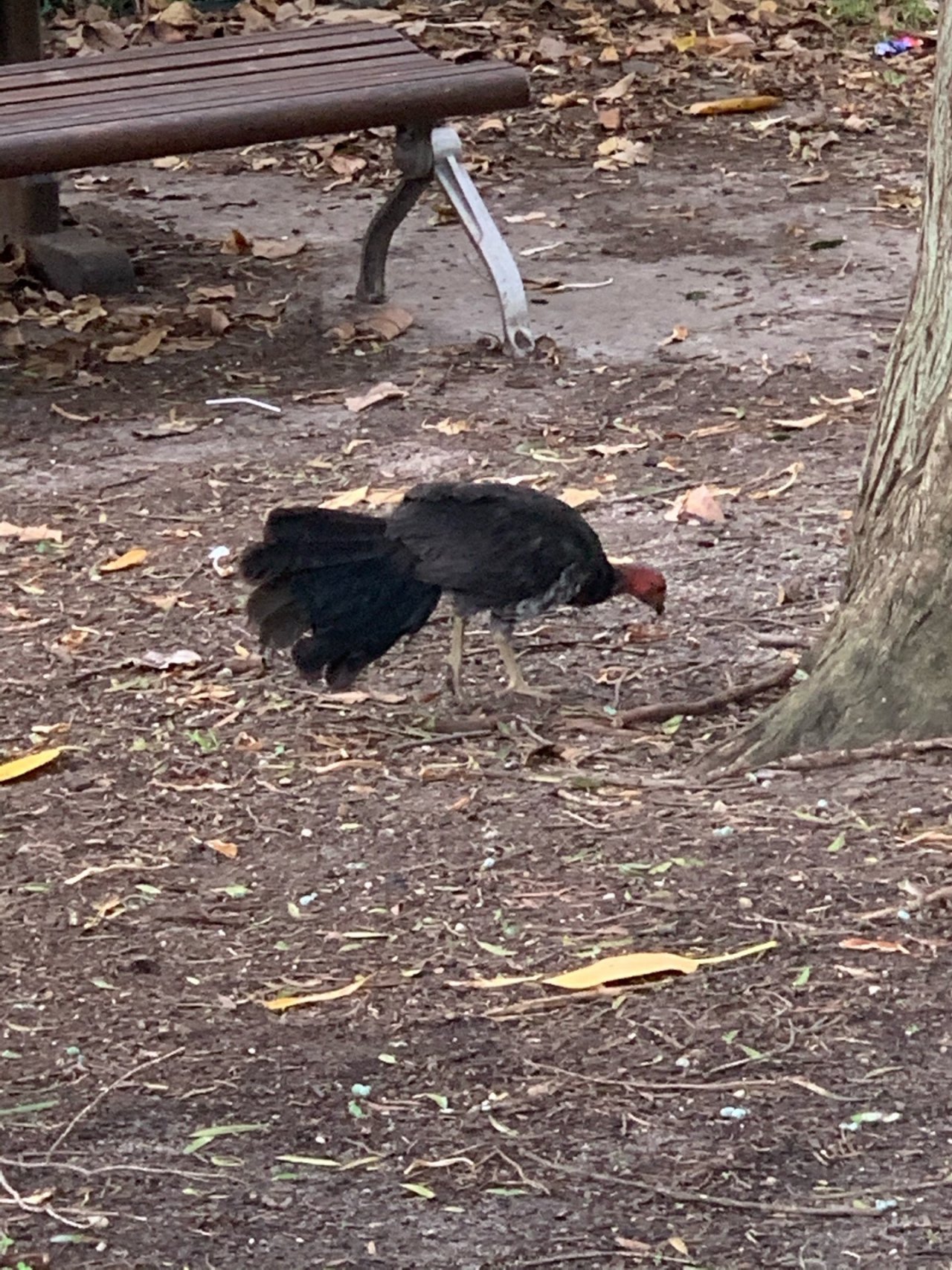 Brush-turkey in Big City Birds App spotted by John Martin on 08.02.2021