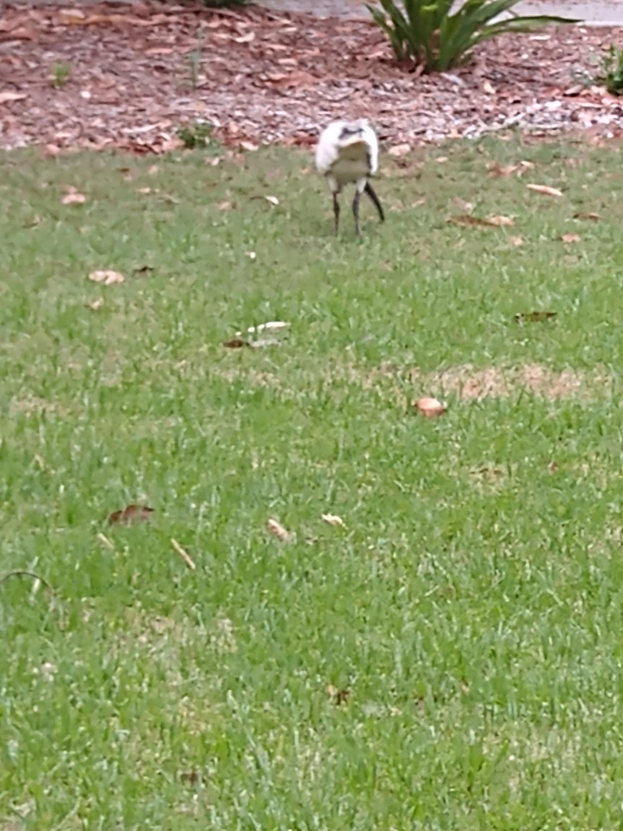 White Ibis in Big City Birds App spotted by Anna on 18.12.2020