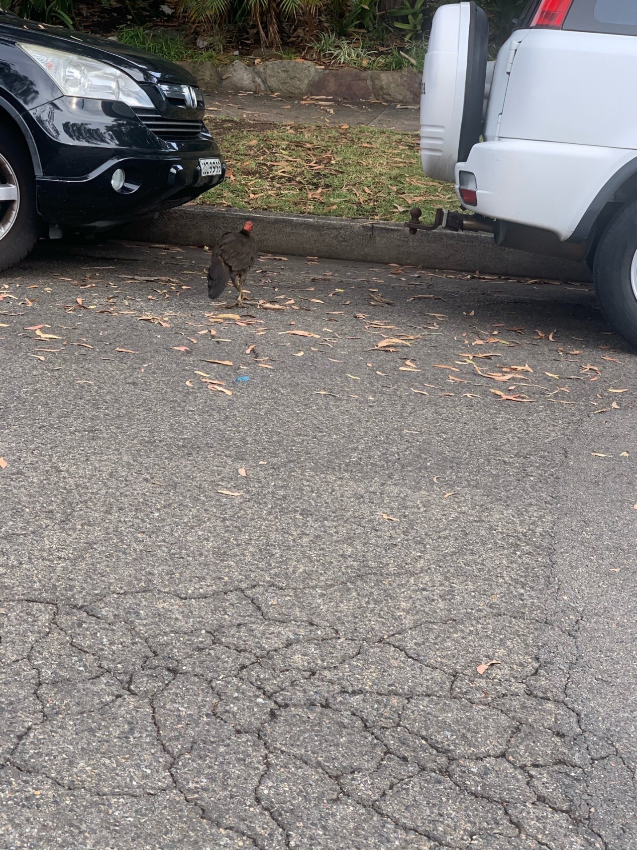 Brush-turkey in Big City Birds App spotted by John Martin on 20.12.2020