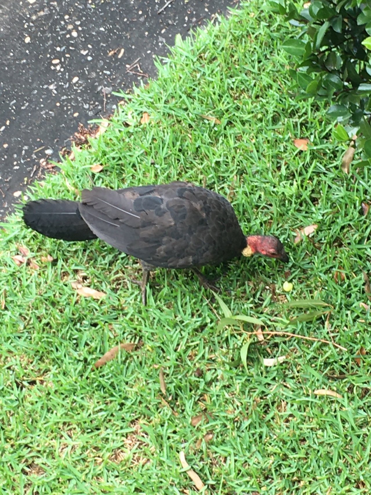 Brush-turkey in Big City Birds App spotted by Margaret Scott on 18.02.2021