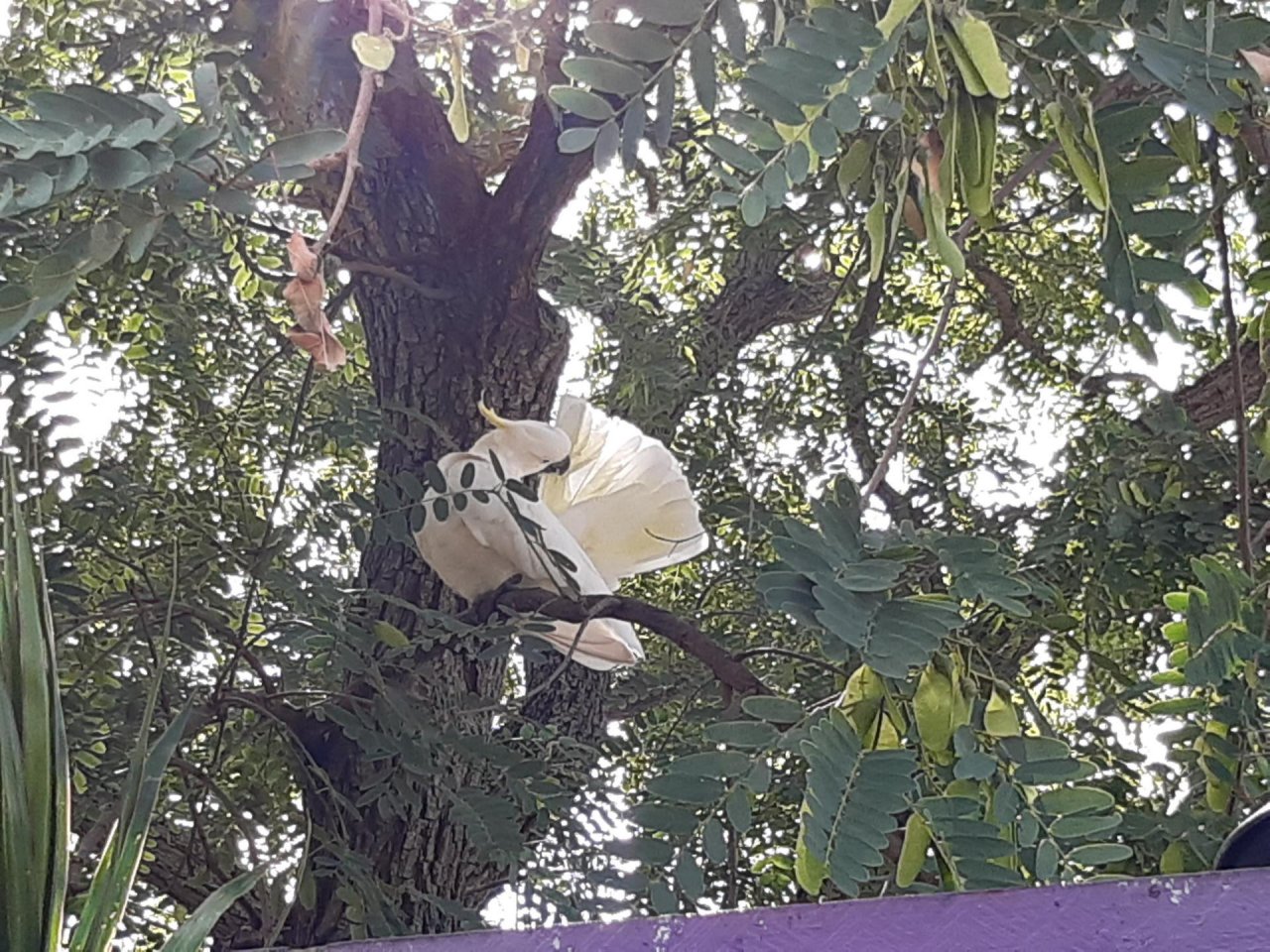 Sulphur-crested Cockatoo in Big City Birds App spotted by Feather on 02.01.2021