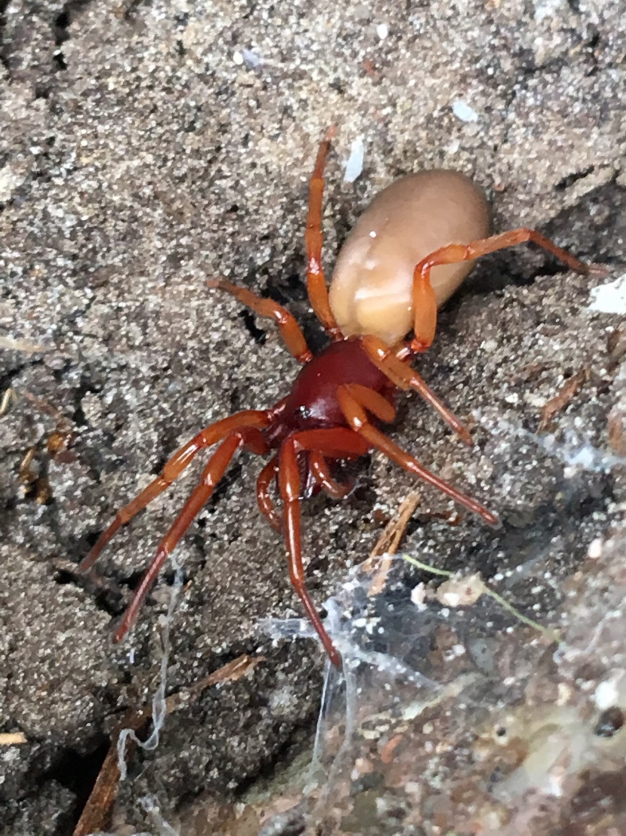 Woodlouse Spider in SpiderSpotter App spotted by Gys Schot on 02.03.2021