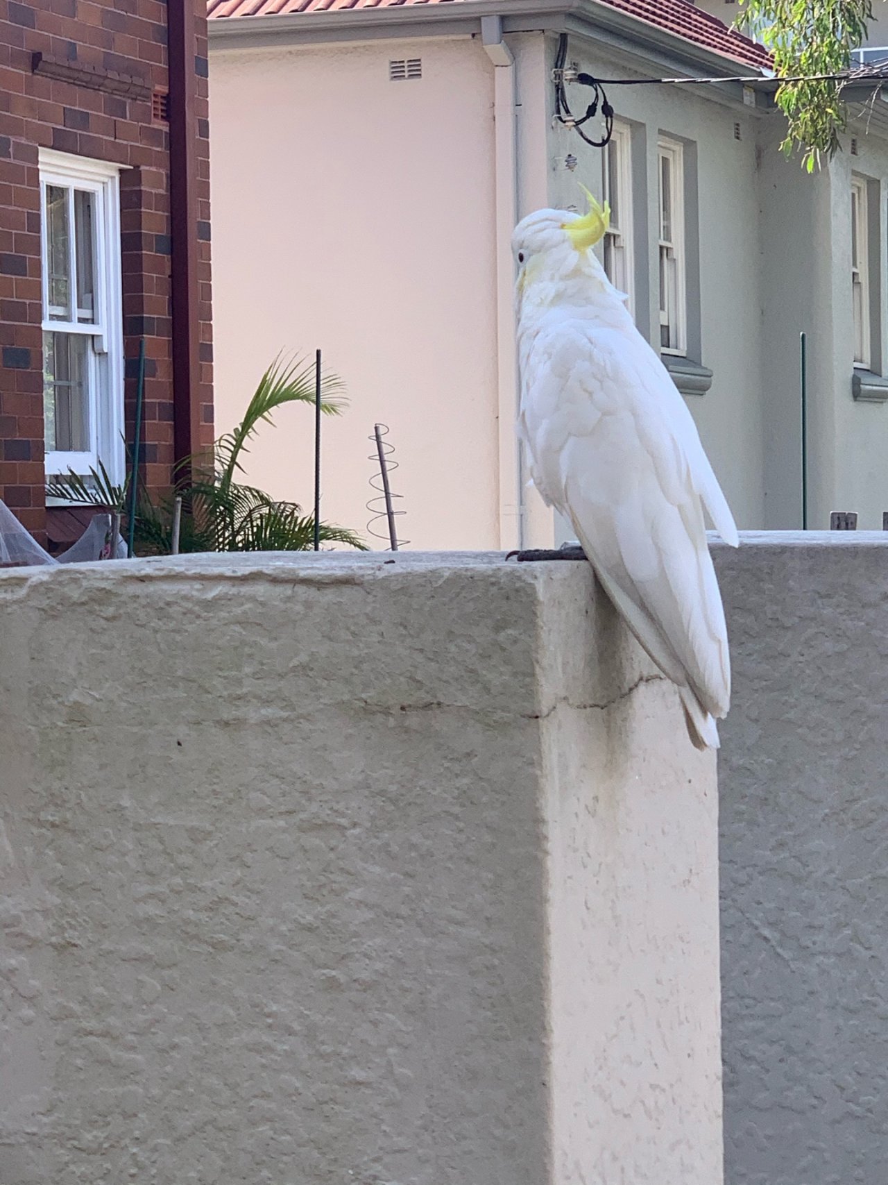 Sulphur-crested Cockatoo in Big City Birds App spotted by John Martin on 24.12.2020