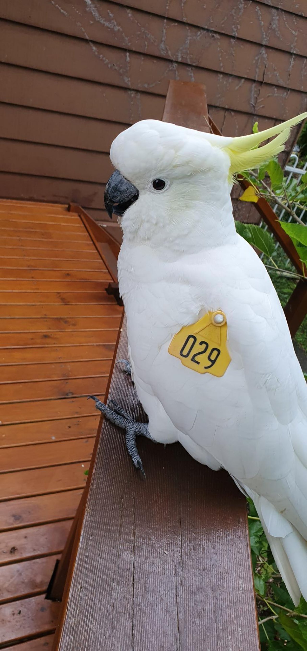 Sulphur-crested Cockatoo in Big City Birds App spotted by Fullersrd on 24.02.2021