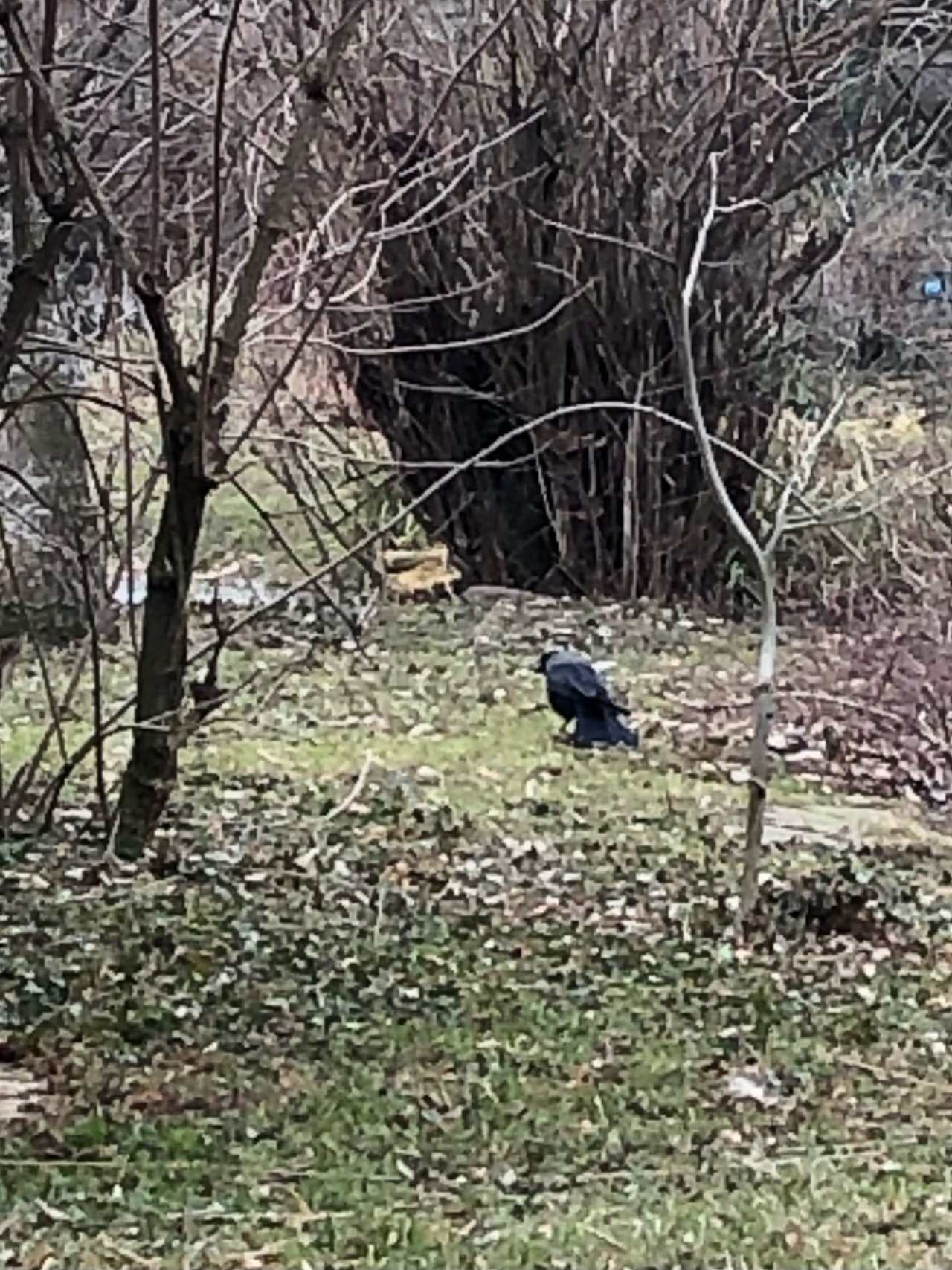 Hooded Crow in KraMobil App spotted by Krarin on 20.02.2021