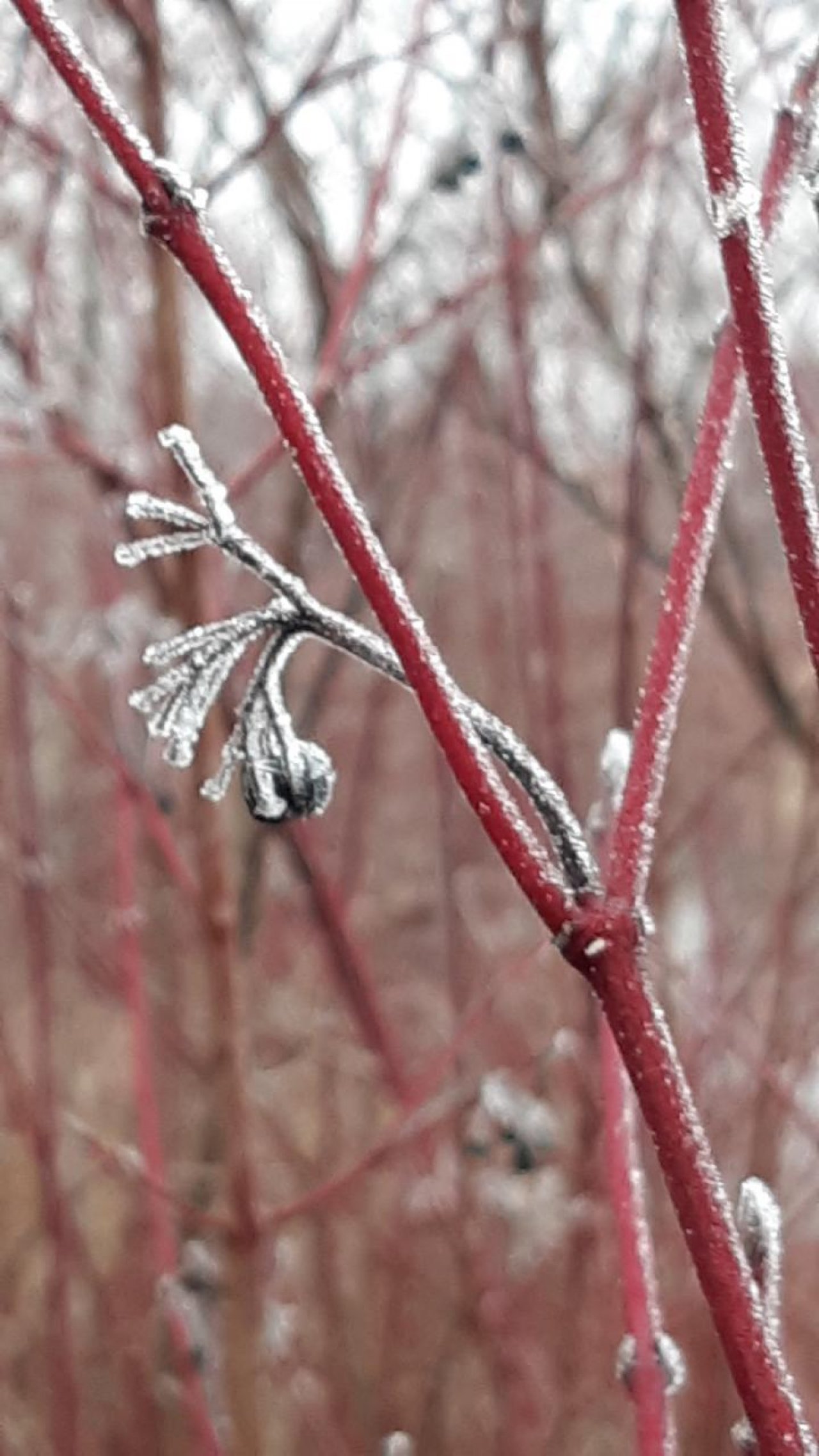 Roter Hartriegel in Naturkalender App spotted by Julihele on 01.01.2021