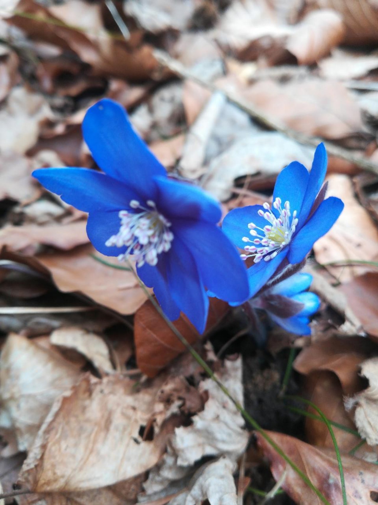 Leberblümchen in Naturkalender App spotted by Elisabeth Haselberger on 04.03.2021