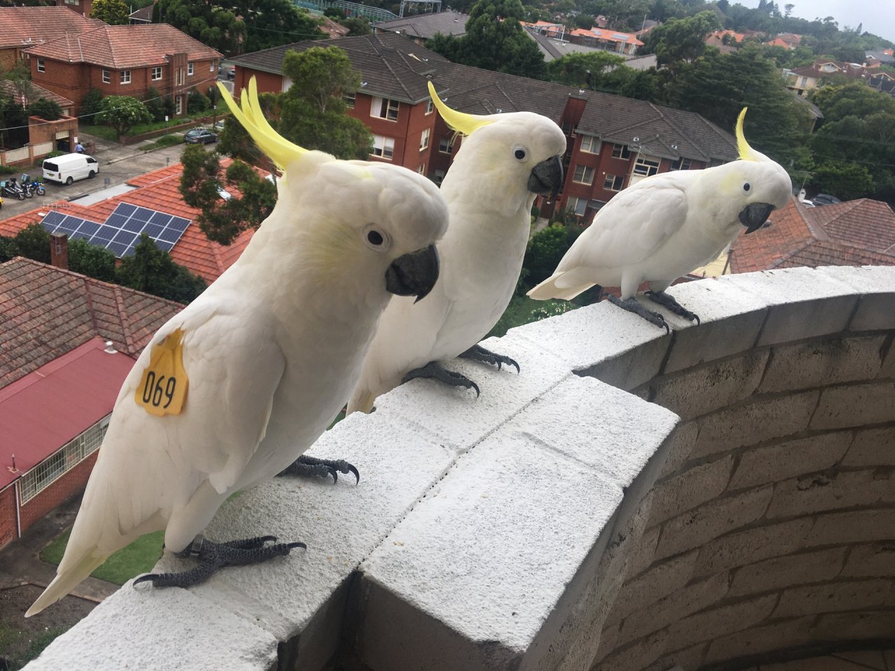 Sulphur-crested Cockatoo in Big City Birds App spotted by Michaelz on 23.02.2021