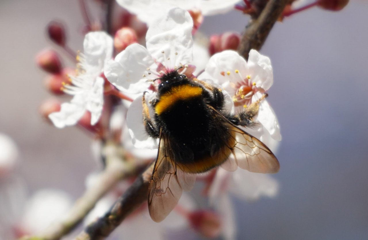 Other plant in Spot-a-Bee App spotted by Vaughn Chadwick on 09.03.2021