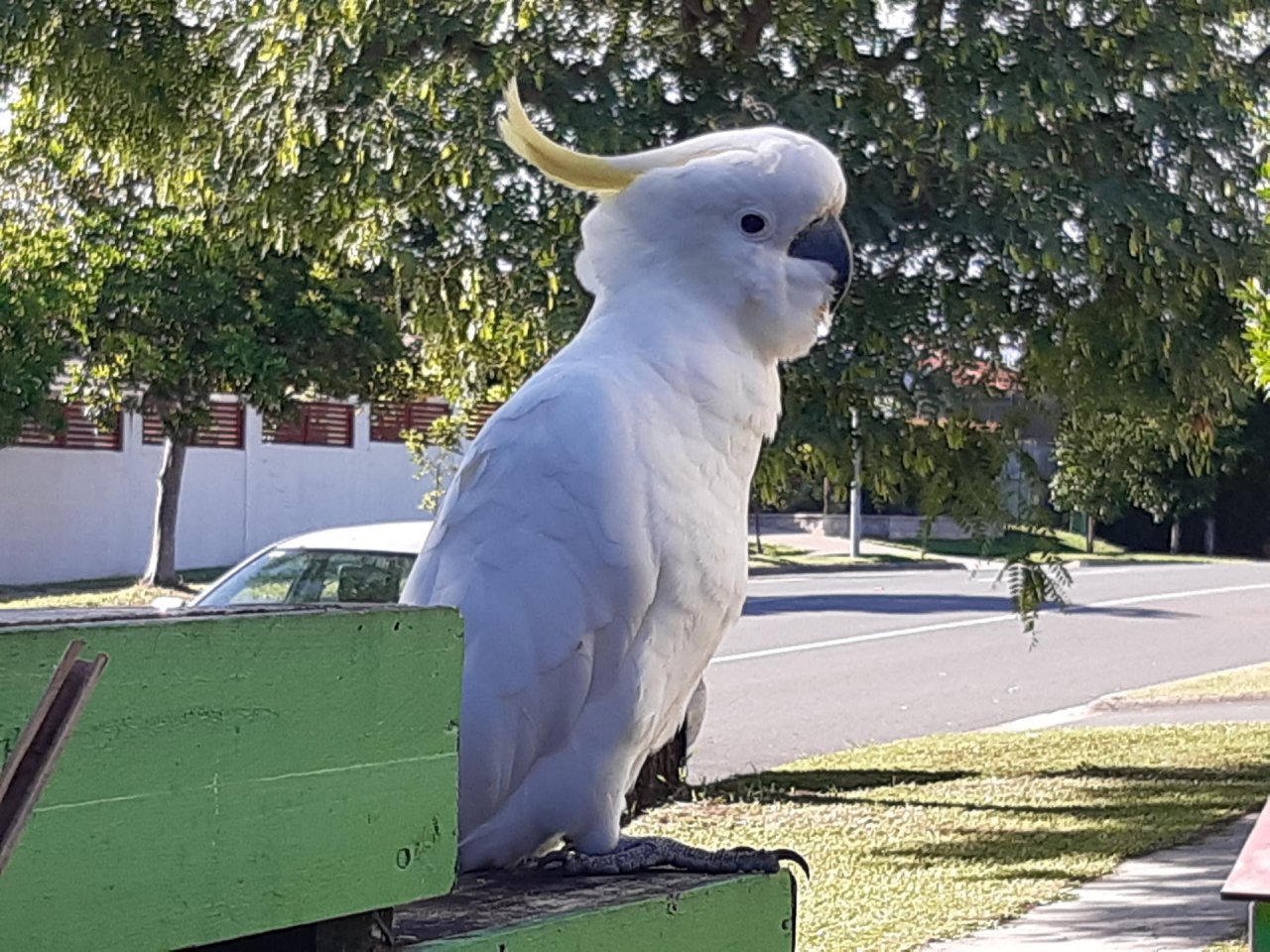 Sulphur-crested Cockatoo in Big City Birds App spotted by Feather on 26.12.2020