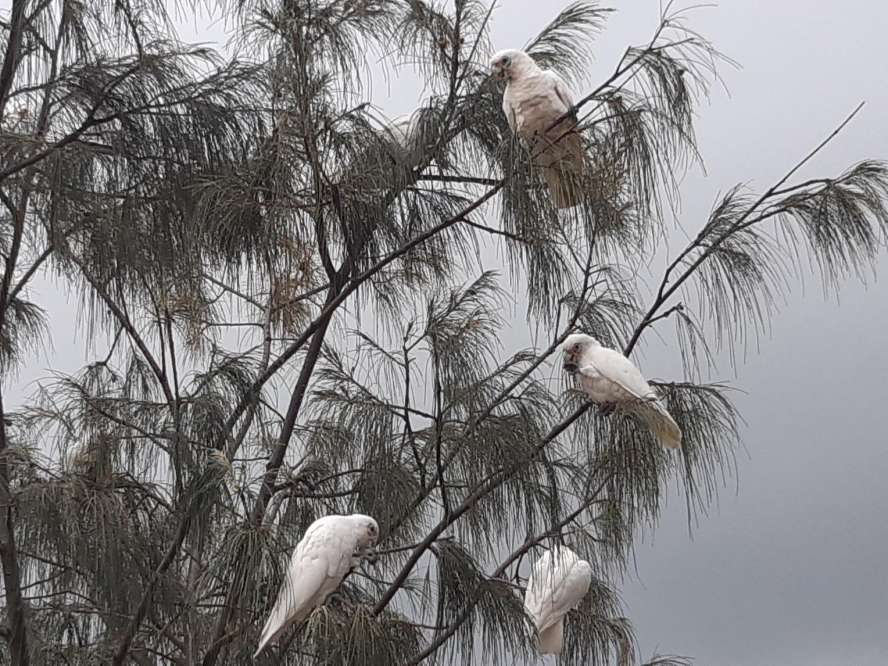 Little Corella in Big City Birds App spotted by Feather on 16.01.2021