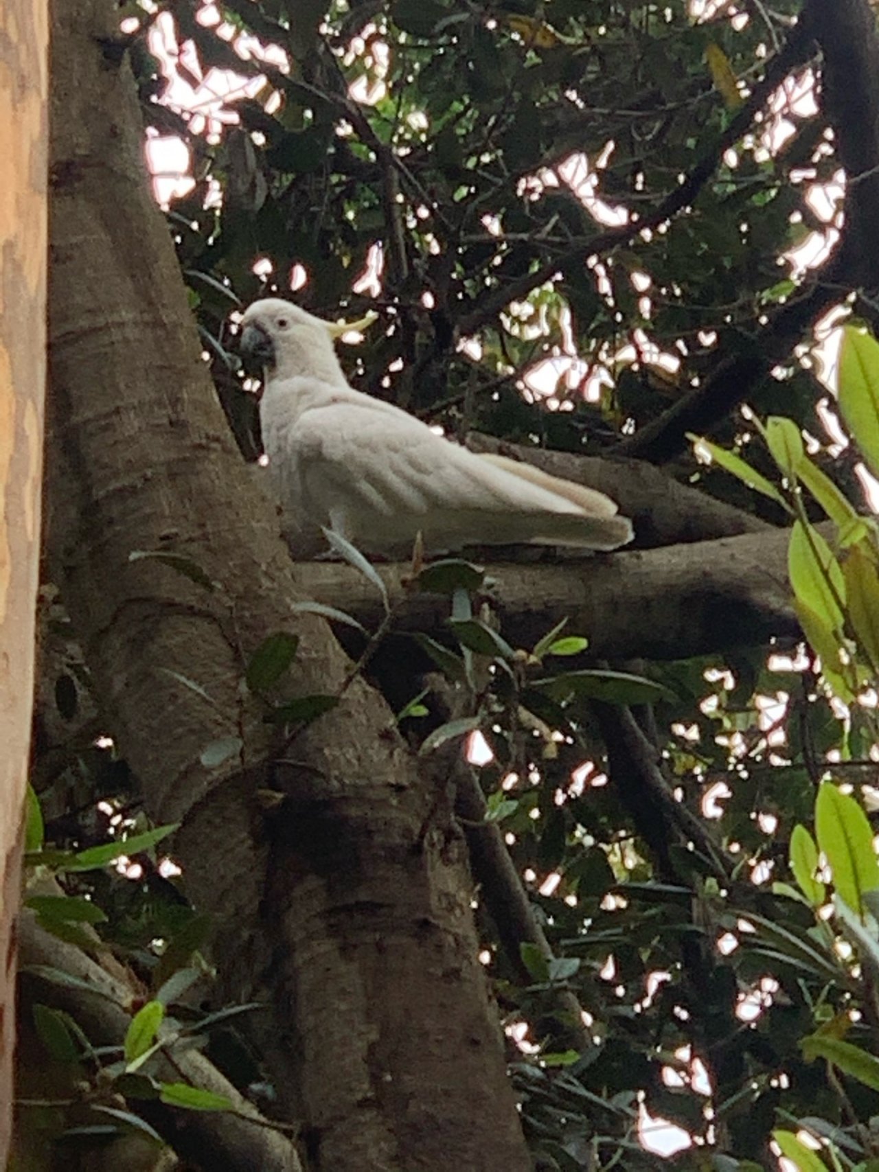 Sulphur-crested Cockatoo in Big City Birds App spotted by John Martin on 30.12.2020