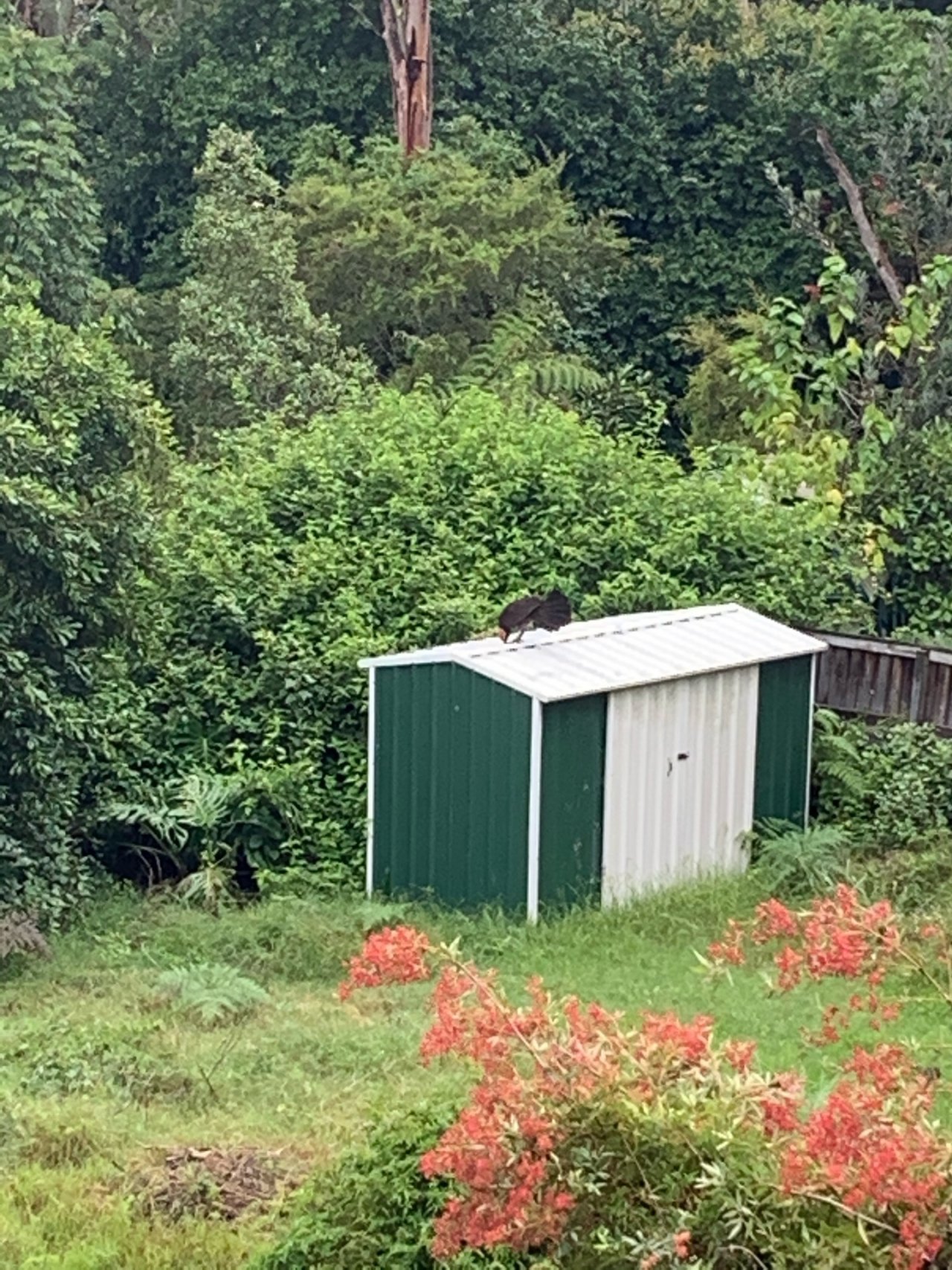 Brush-turkey in Big City Birds App spotted by Janine Martin on 26.12.2020