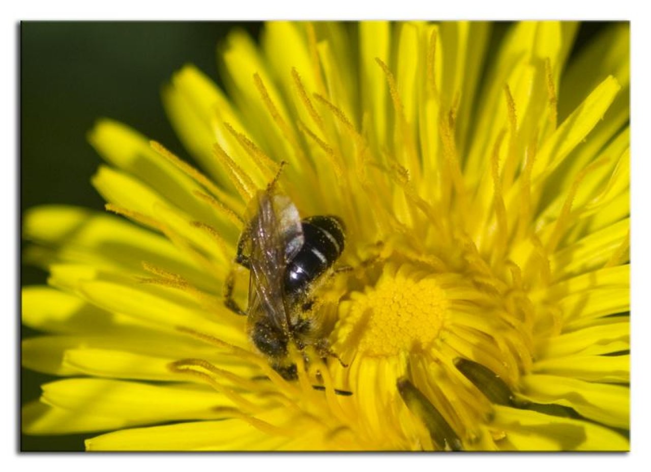 Dandelion in Spot-a-Bee App spotted by Danny VG on 26.04.2019