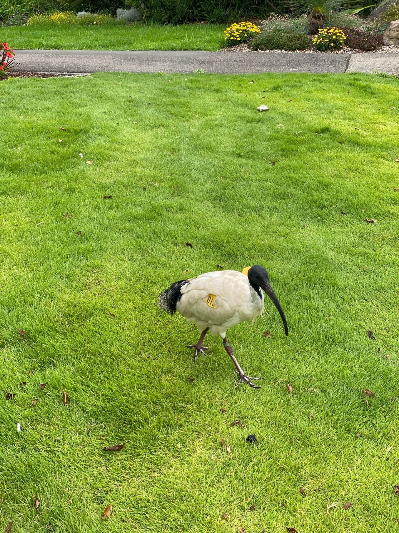 White Ibis in Big City Birds App spotted by ploppy on 01.01.2021