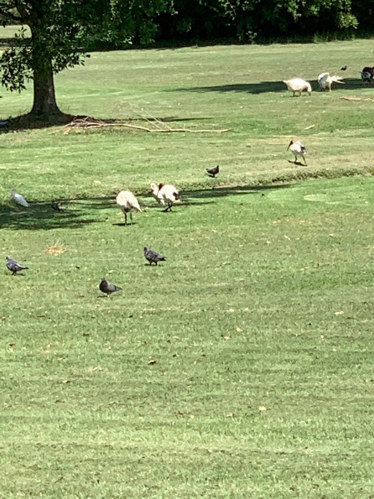 White Ibis in Big City Birds App spotted by John Martin on 16.02.2021