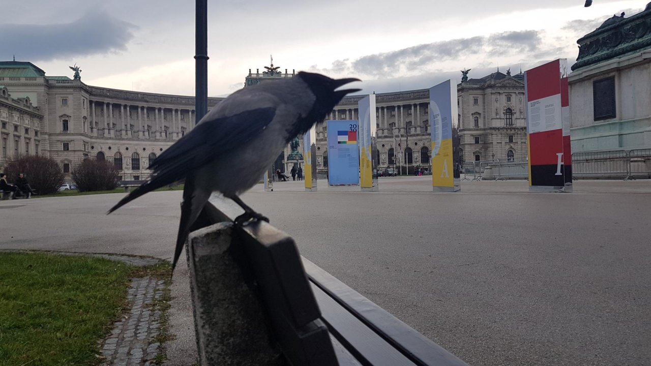 Hooded Crow in KraMobil App spotted by Ka vonSeiten on 02.01.2021
