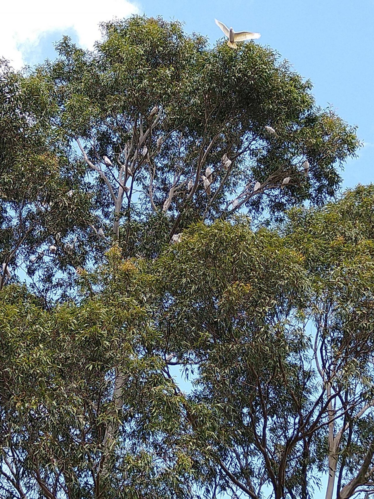 Little Corella in Big City Birds App spotted by Anna on 22.02.2021