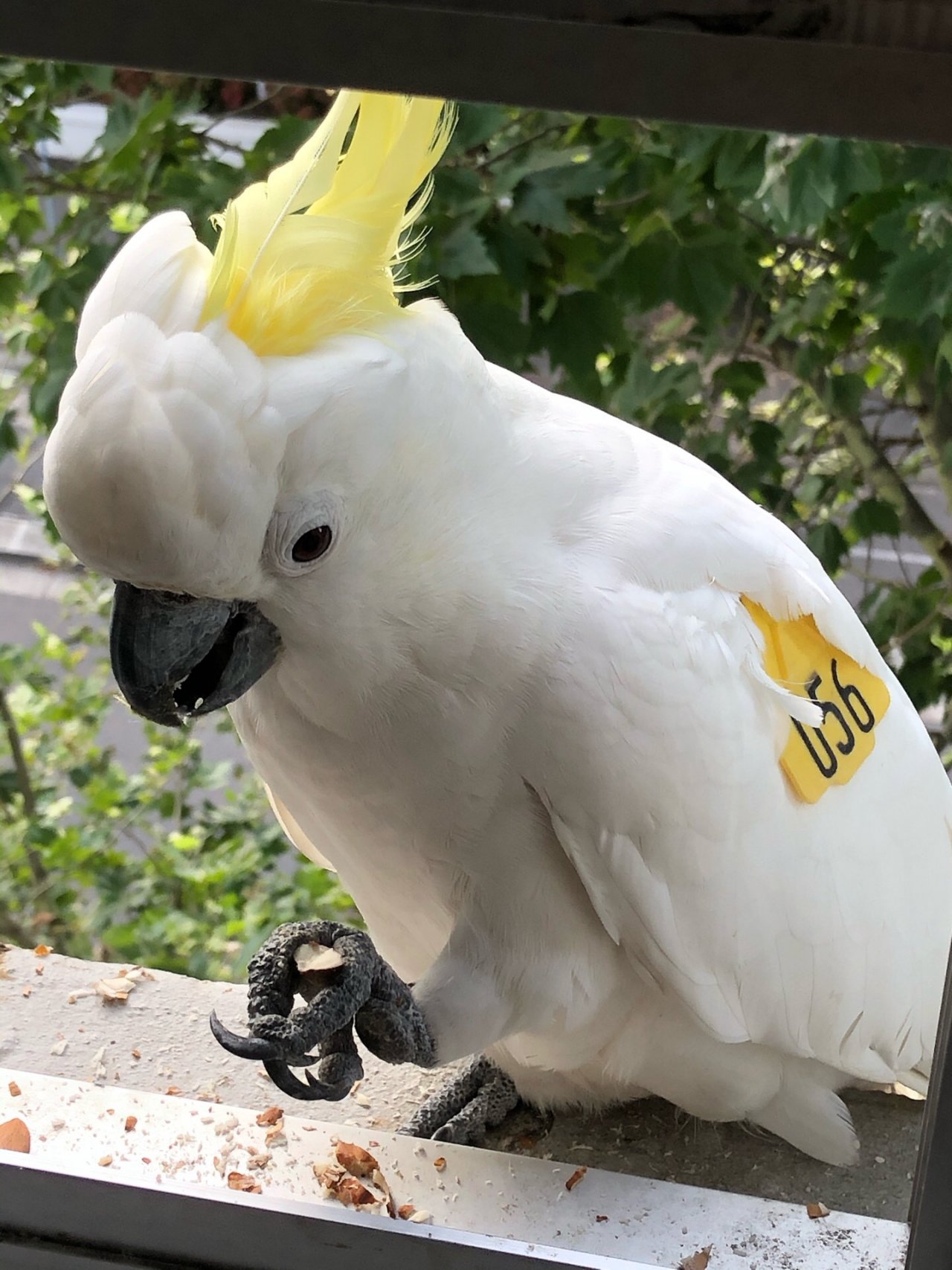 Sulphur-crested Cockatoo in Big City Birds App spotted by Lexie on 23.12.2020