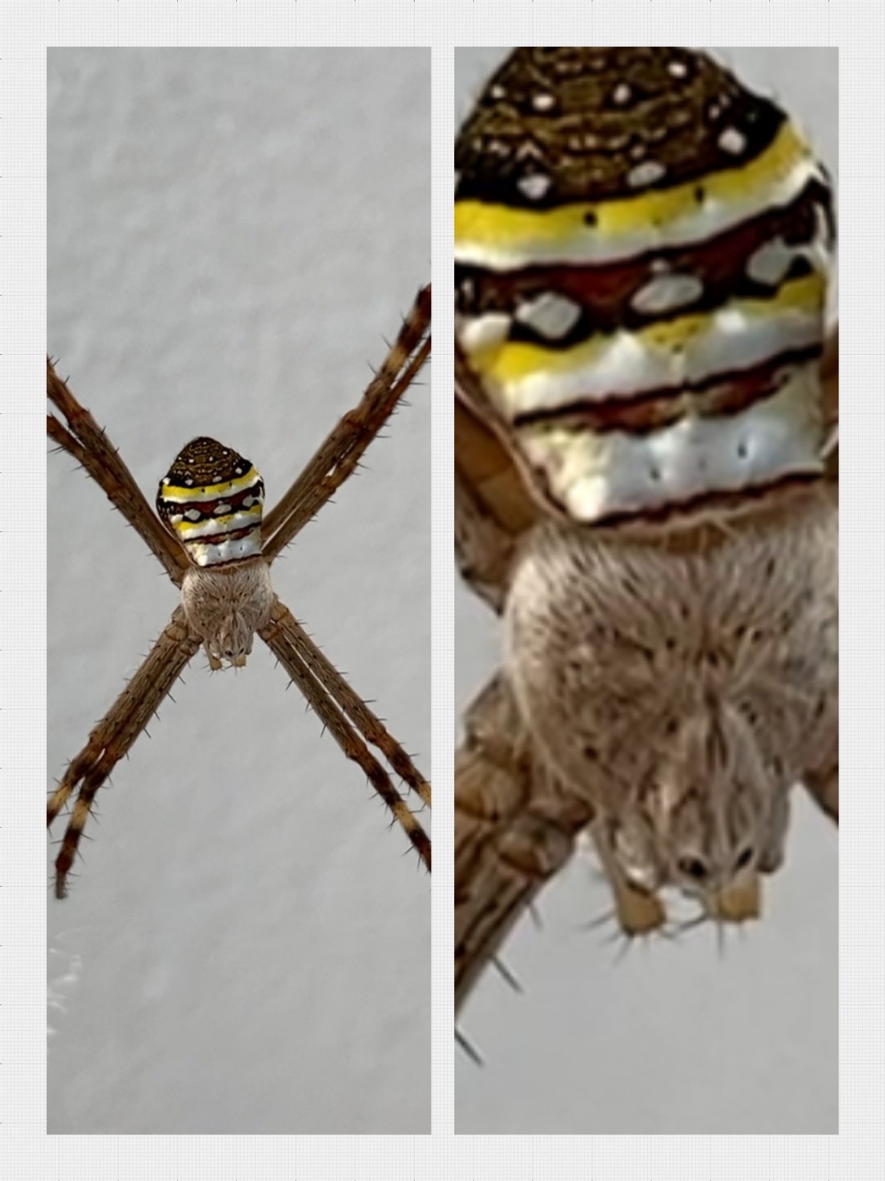 other species in SpiderSpotter App spotted by ednaward on 07.01.2021