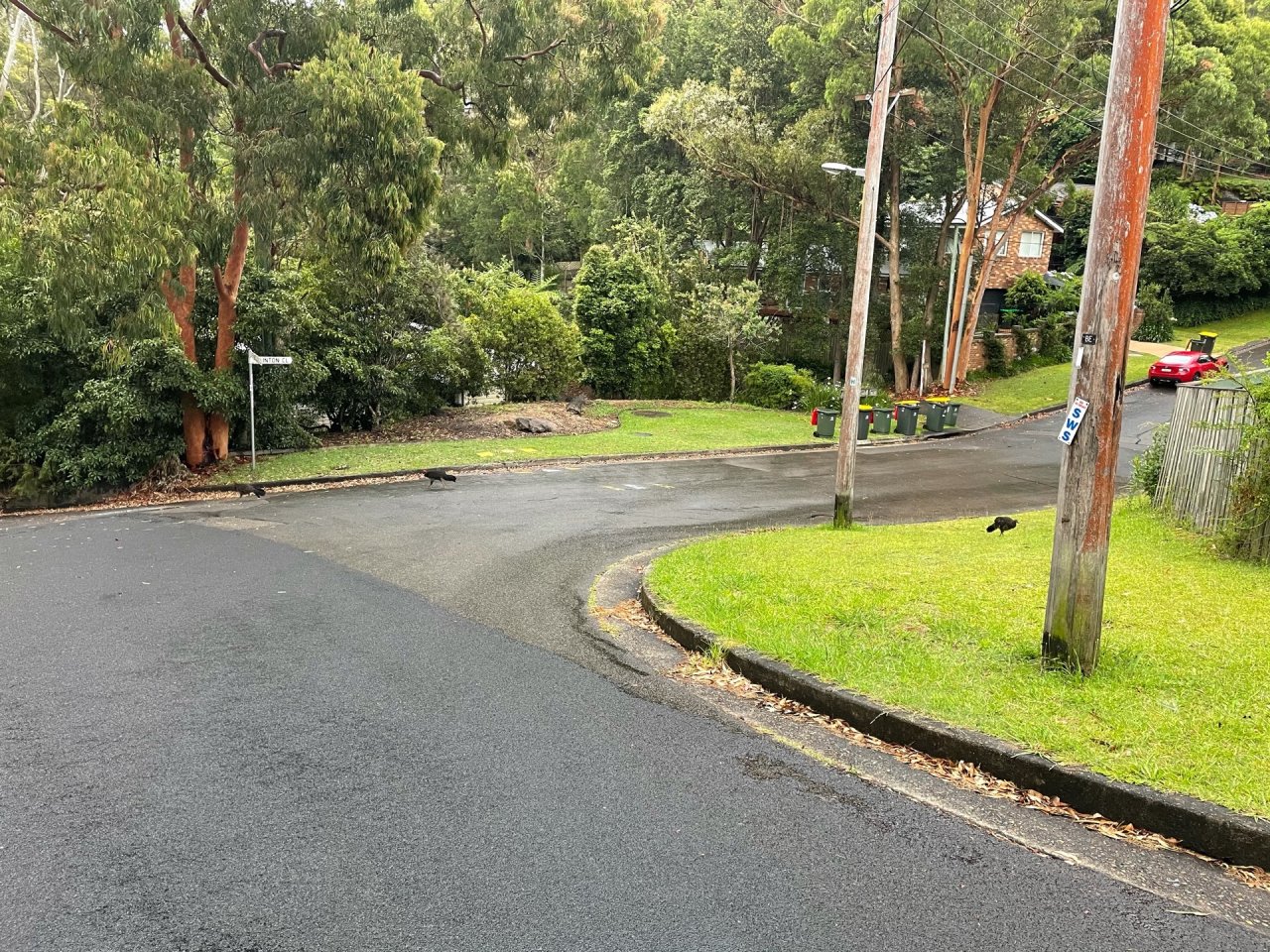 Brush-turkey in Big City Birds App spotted by John Newton on 25.12.2020