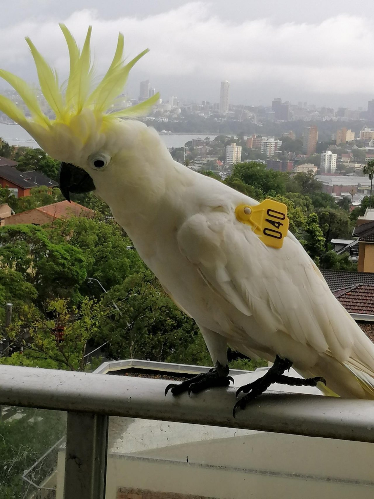 Sulphur-crested Cockatoo in Big City Birds App spotted by Loudboy on 19.12.2020