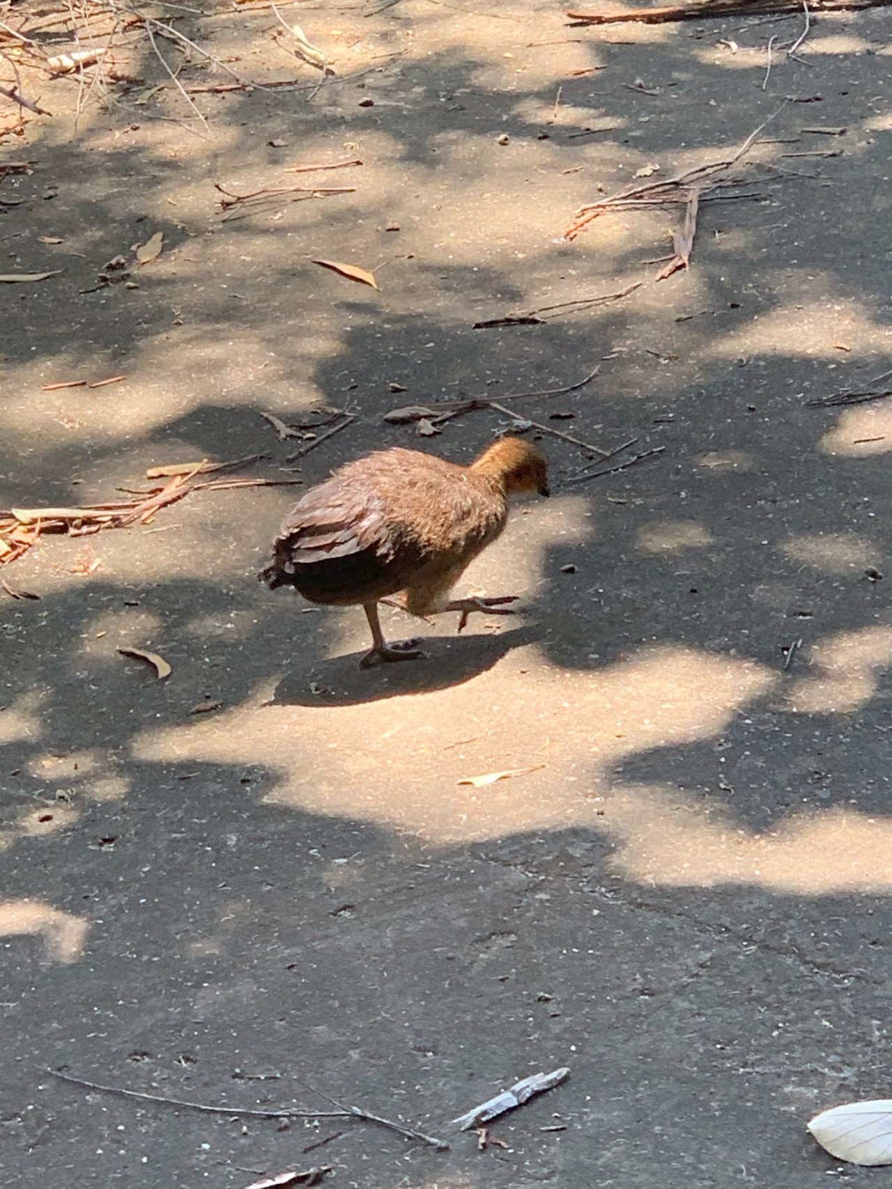 Brush-turkey in Big City Birds App spotted by John Martin on 18.01.2021