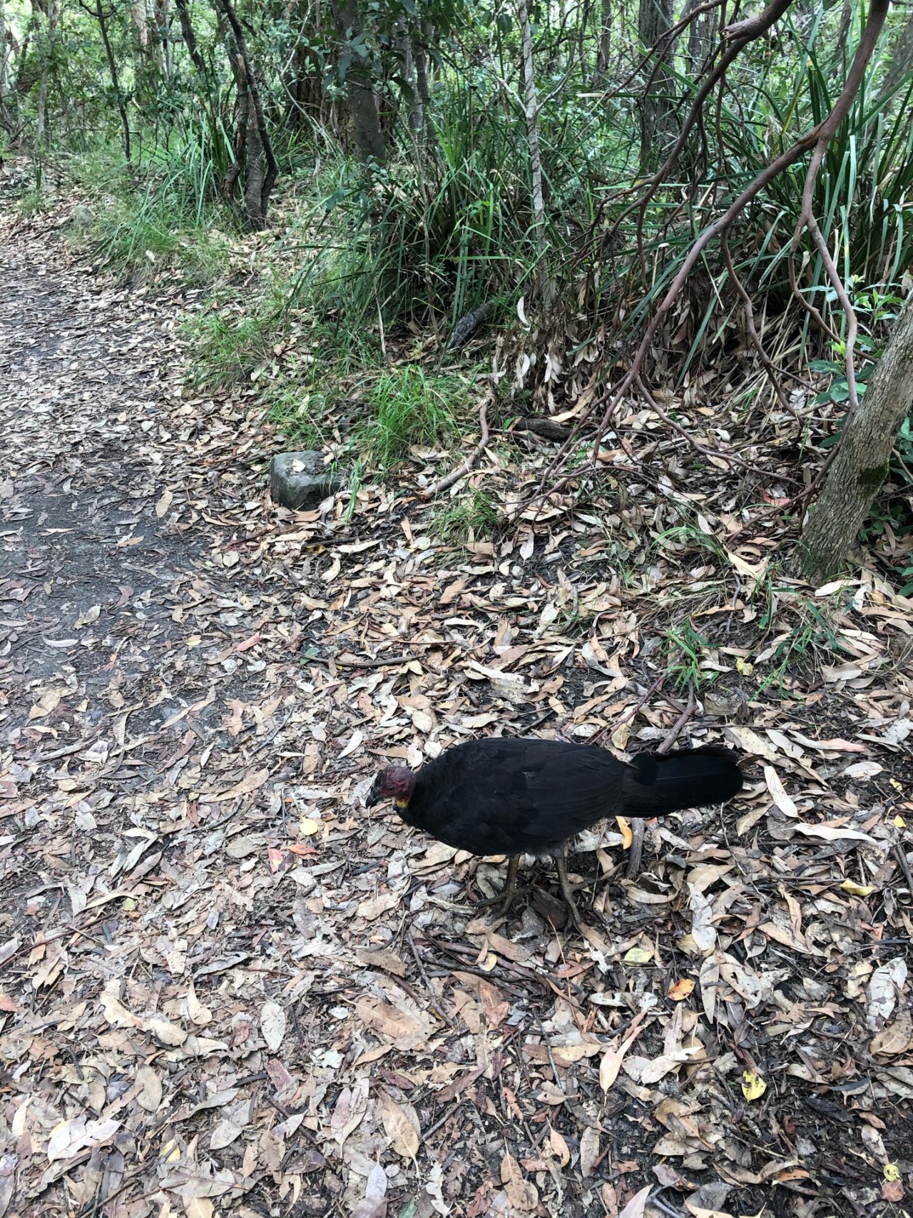 Brush-turkey in Big City Birds App spotted by Cockie on 01.01.2021