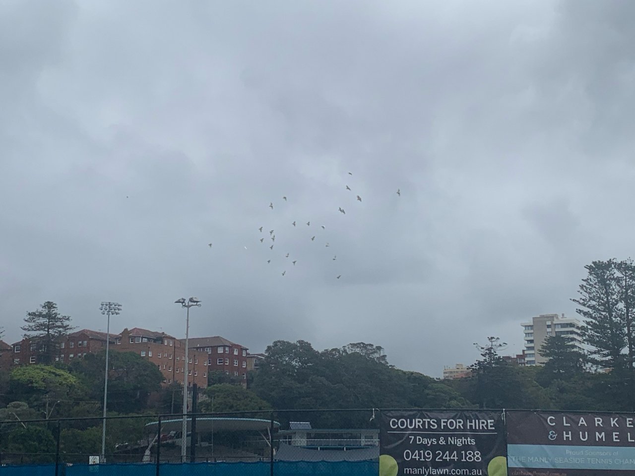 Sulphur-crested Cockatoo in Big City Birds App spotted by John Martin on 31.12.2020