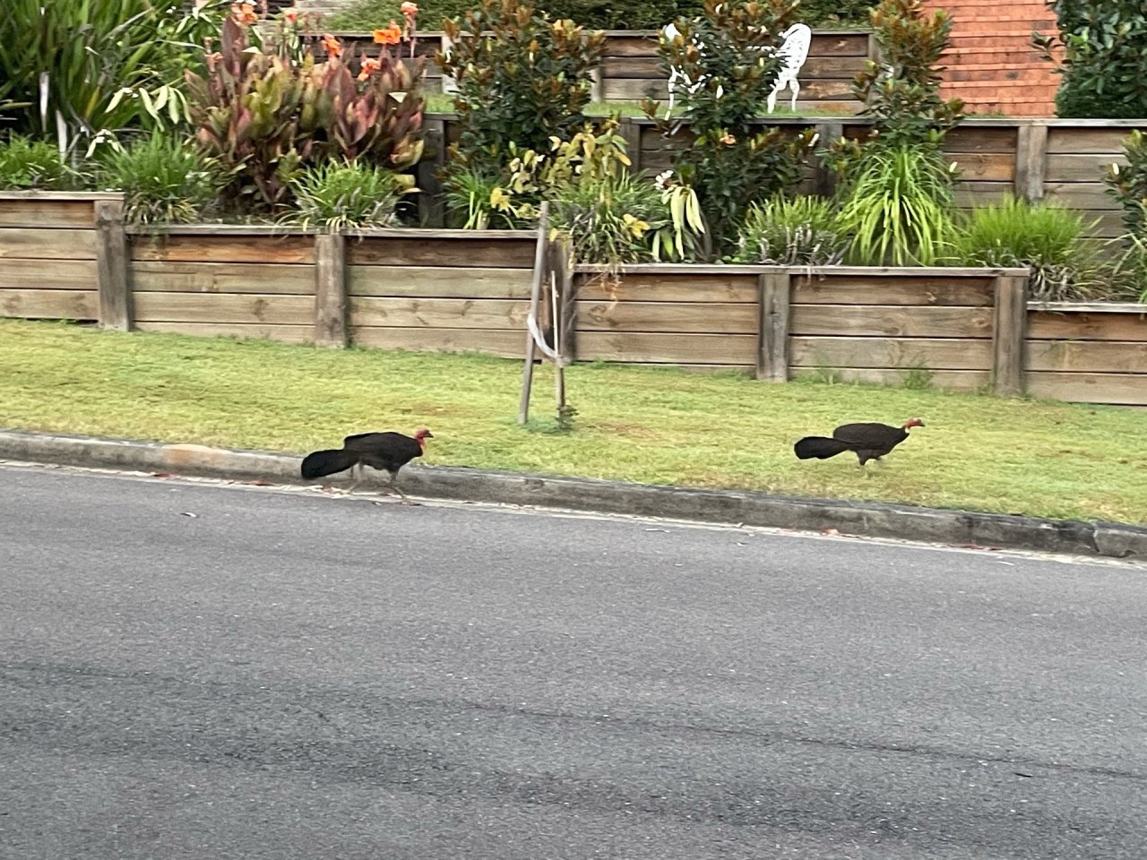 Brush-turkey in Big City Birds App spotted by John Newton on 26.01.2021