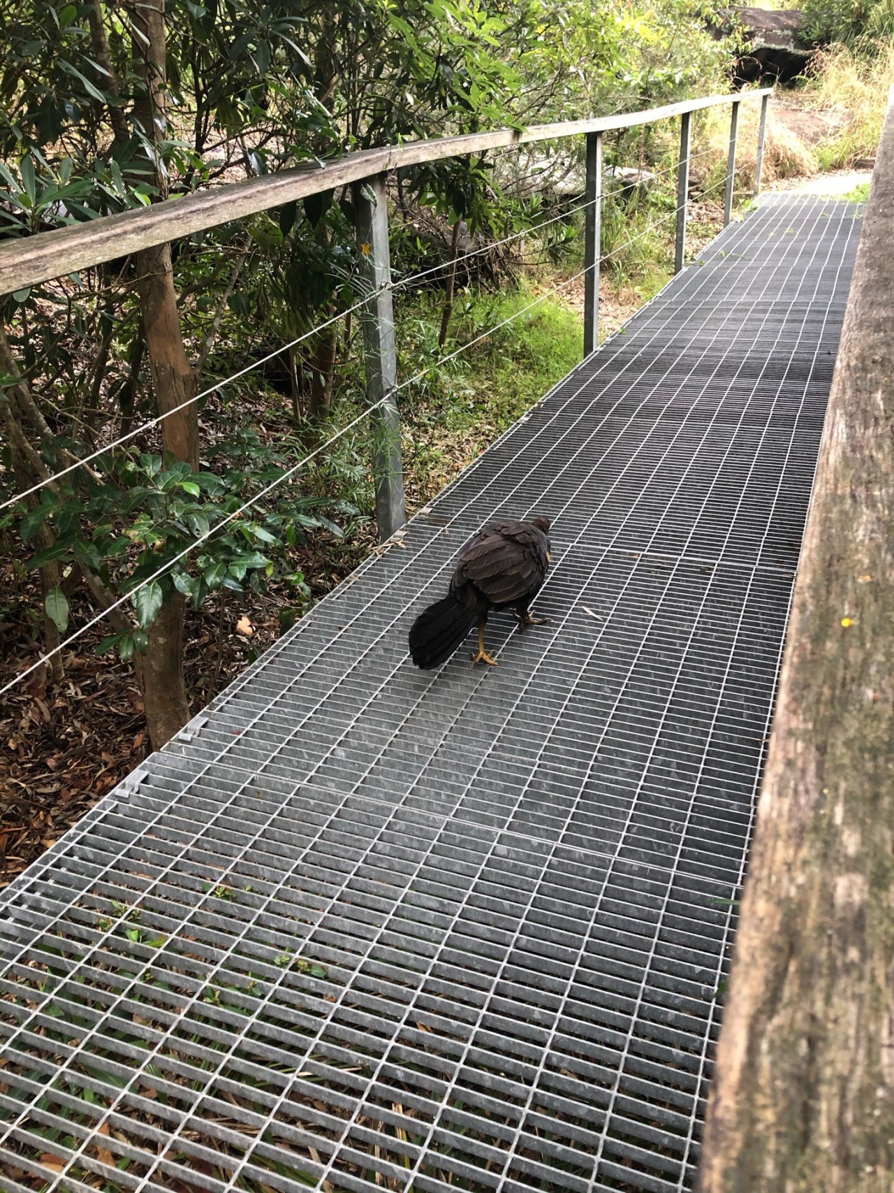 Brush-turkey in Big City Birds App spotted by Cockie on 07.01.2021