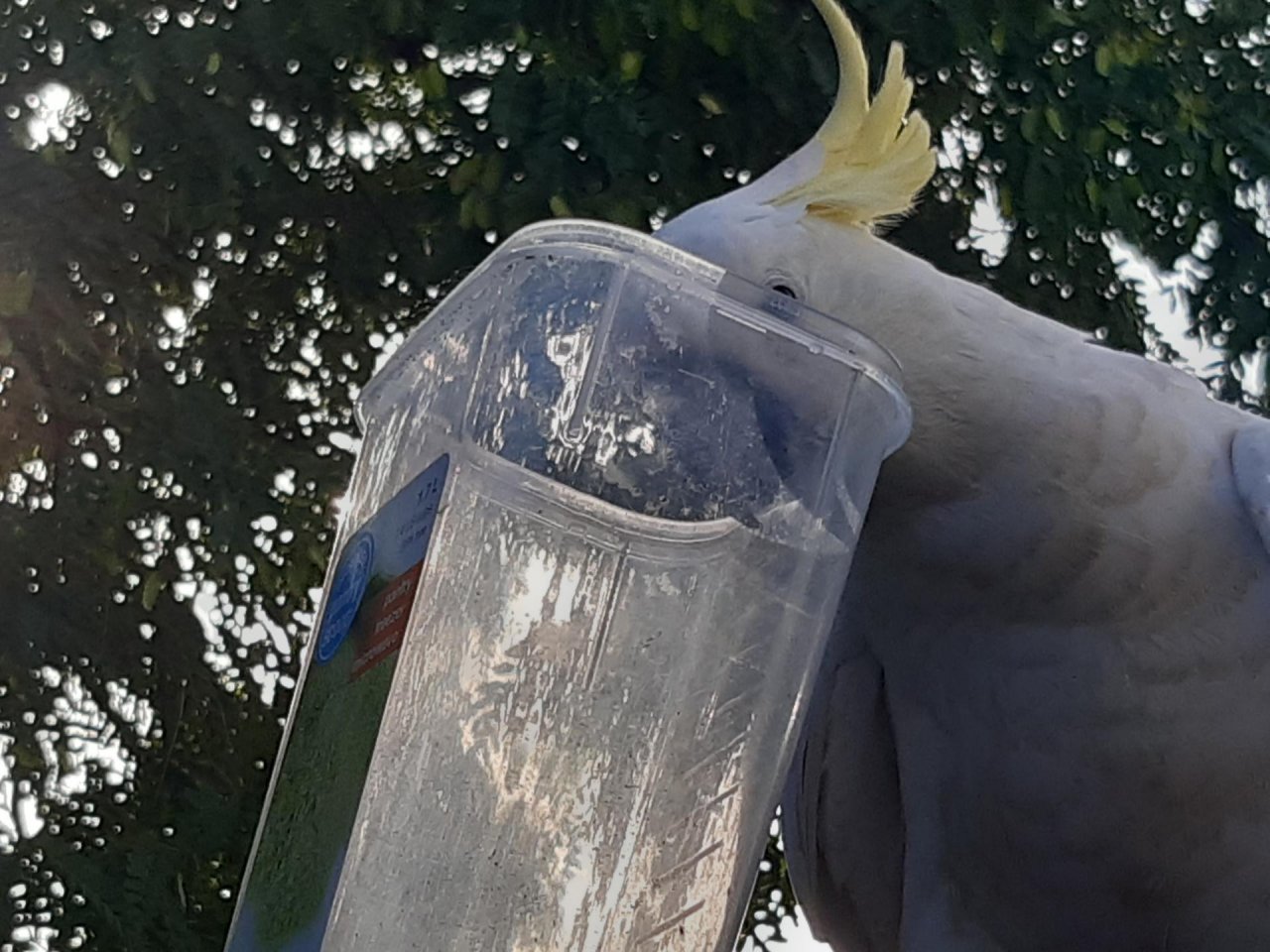 Sulphur-crested Cockatoo in Big City Birds App spotted by Feather on 19.12.2020