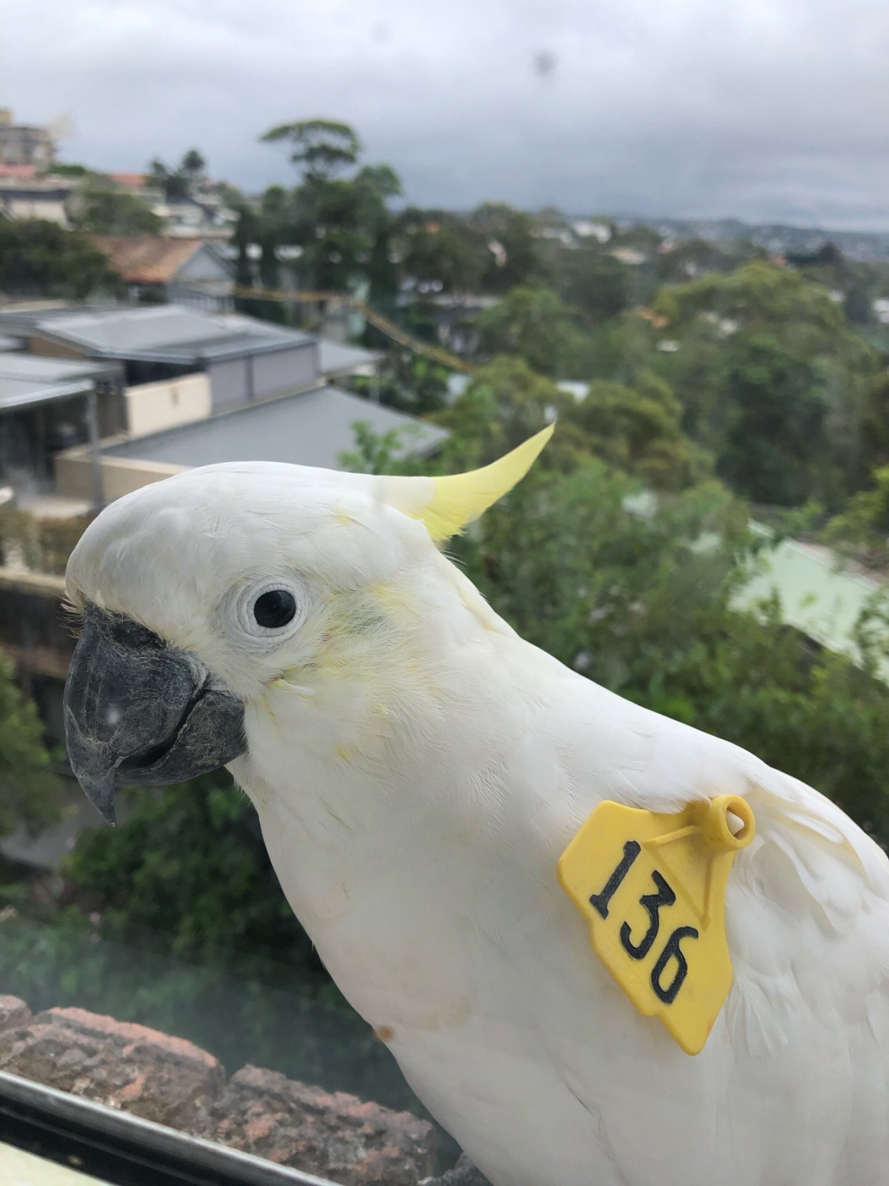 Sulphur-crested Cockatoo in Big City Birds App spotted by Cockie on 29.12.2020