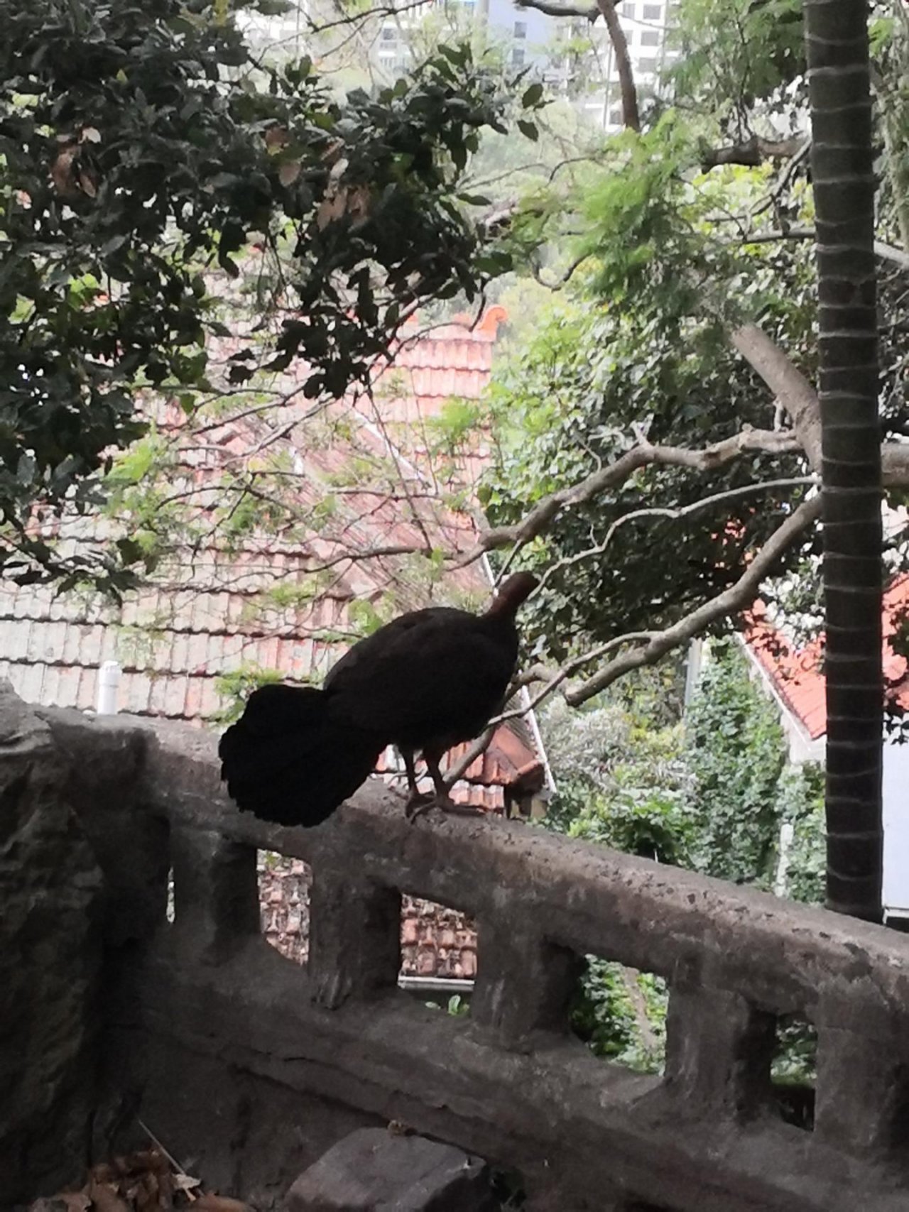 Brush-turkey in Big City Birds App spotted by Trish55 on 18.12.2020