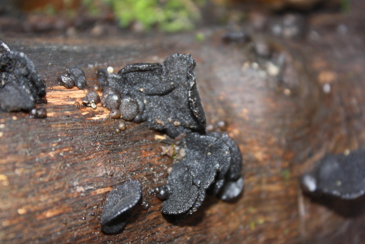 Stoppelige Drüsling (Exidia glandulosa),
on a branch; deciduous tree; deadwood; lying open; 