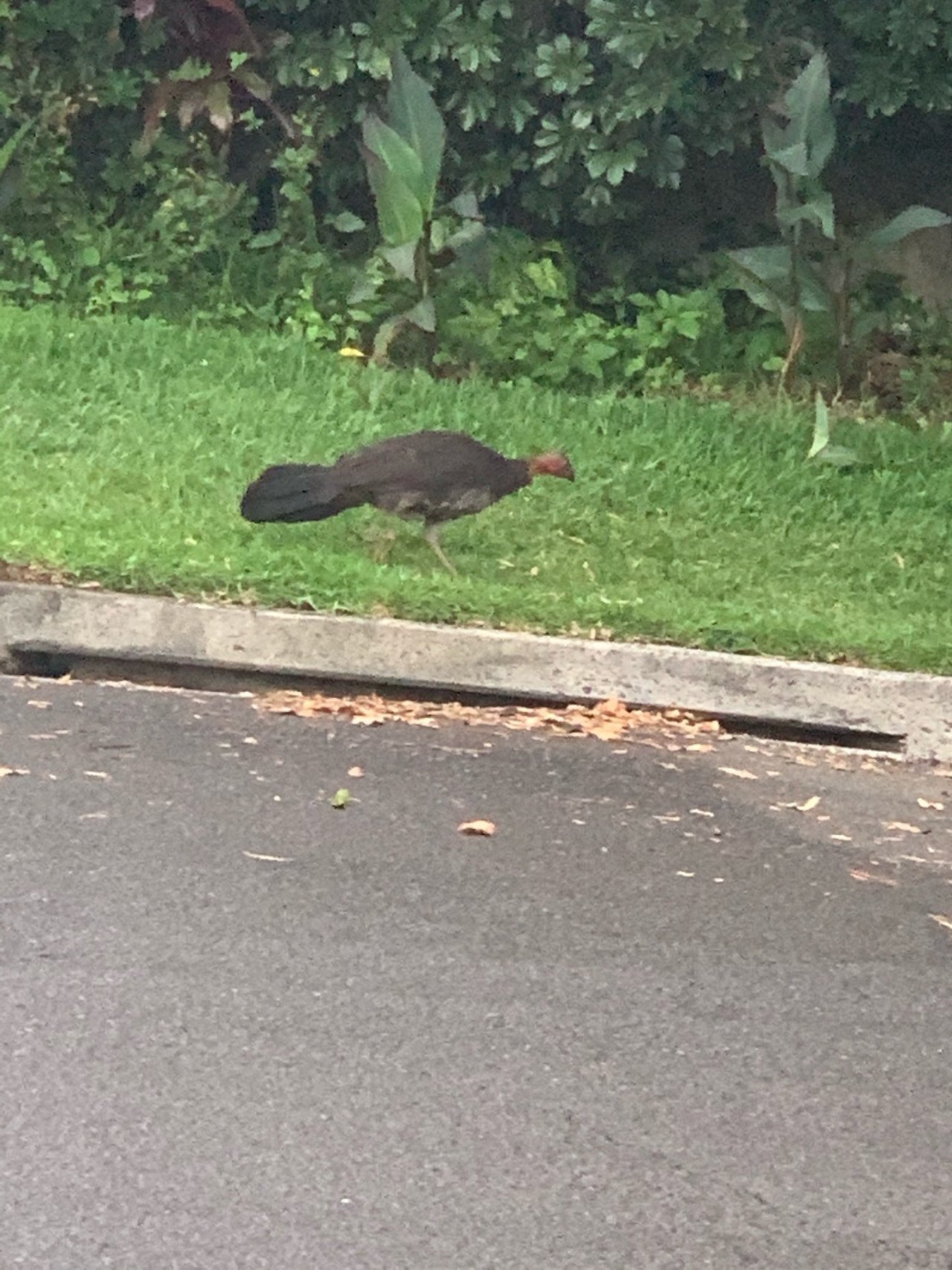 Brush-turkey in Big City Birds App spotted by John Martin on 01.01.2021