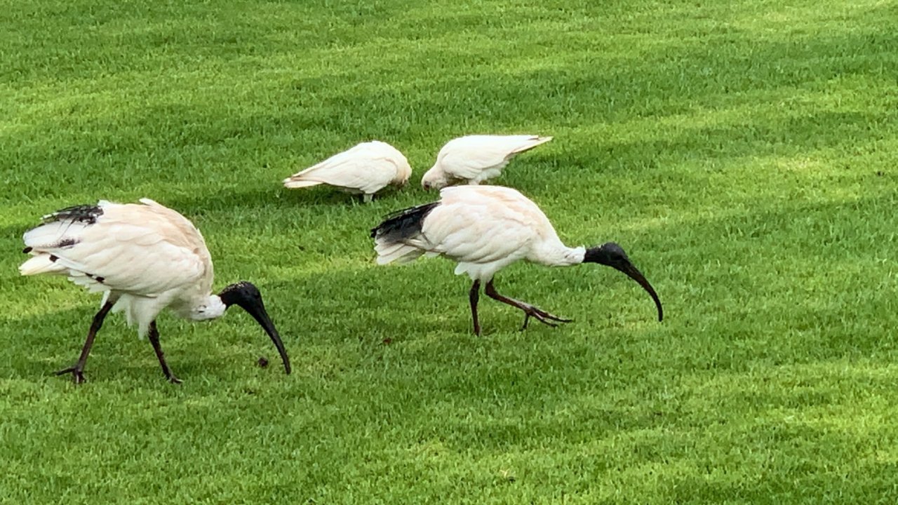 White Ibis in Big City Birds App spotted by John Martin on 25.02.2021