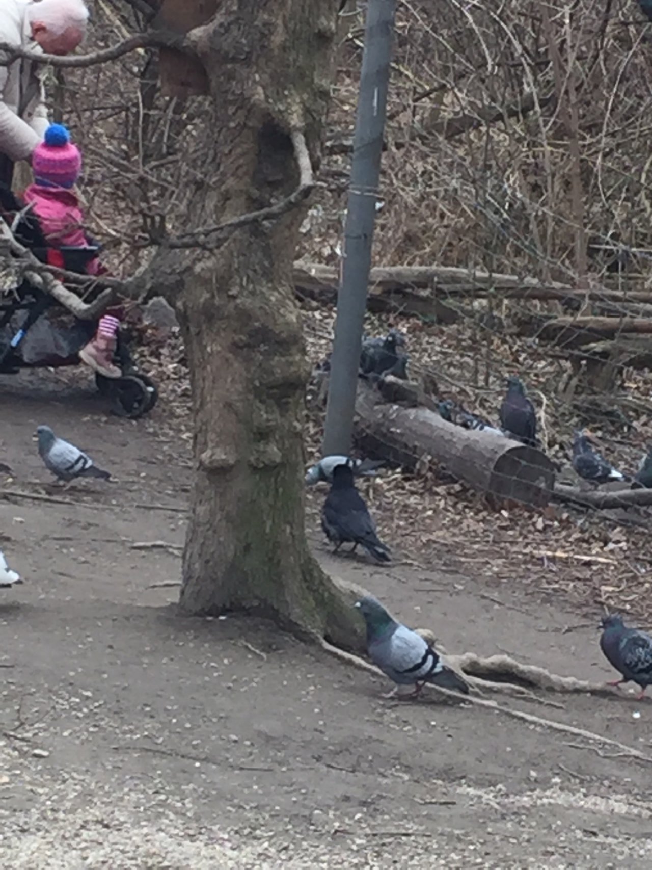 Carrion Crow in KraMobil App spotted by Katharina on 20.02.2021