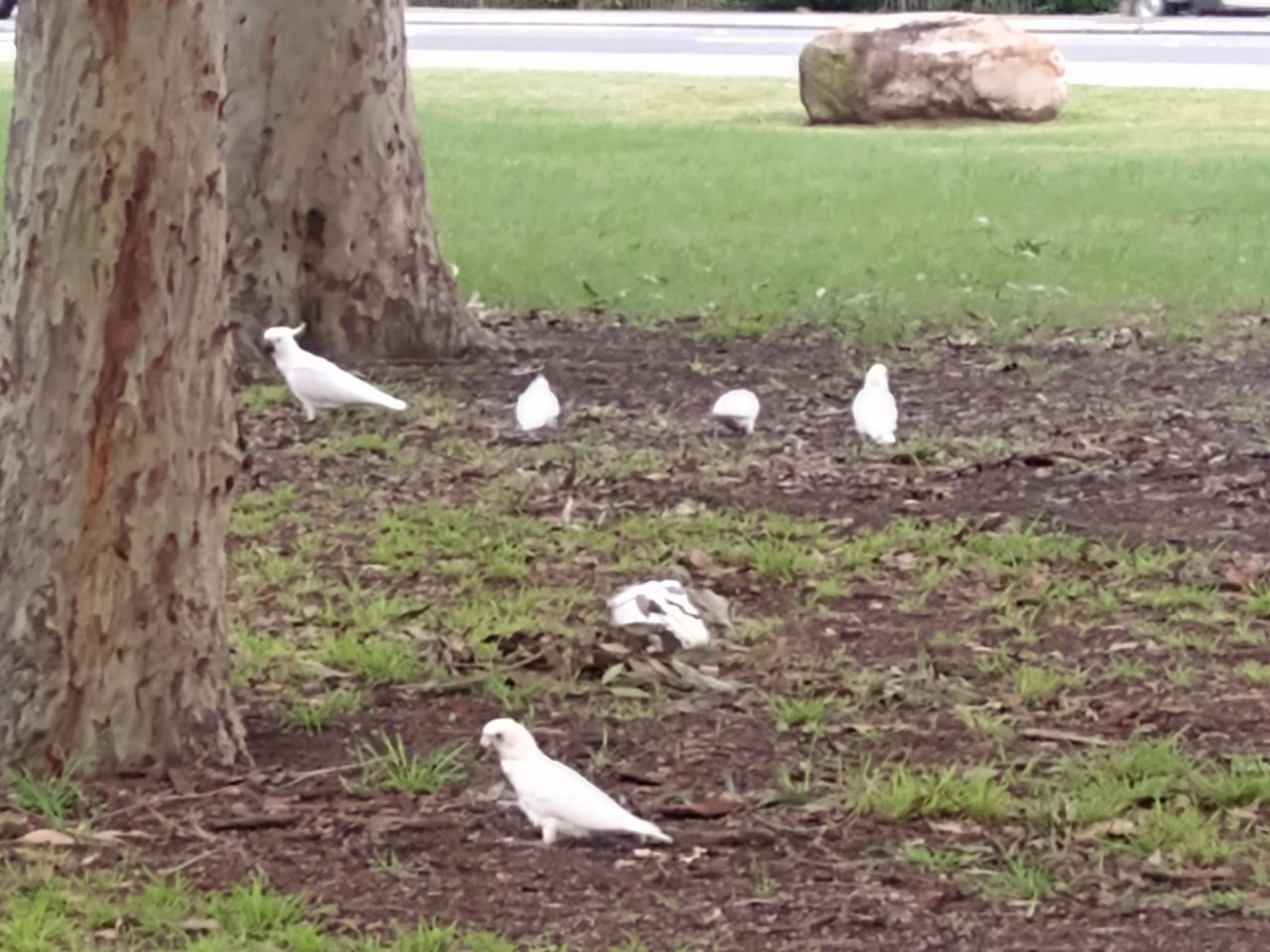 Sulphur-crested Cockatoo in Big City Birds App spotted by Anna on 18.02.2021