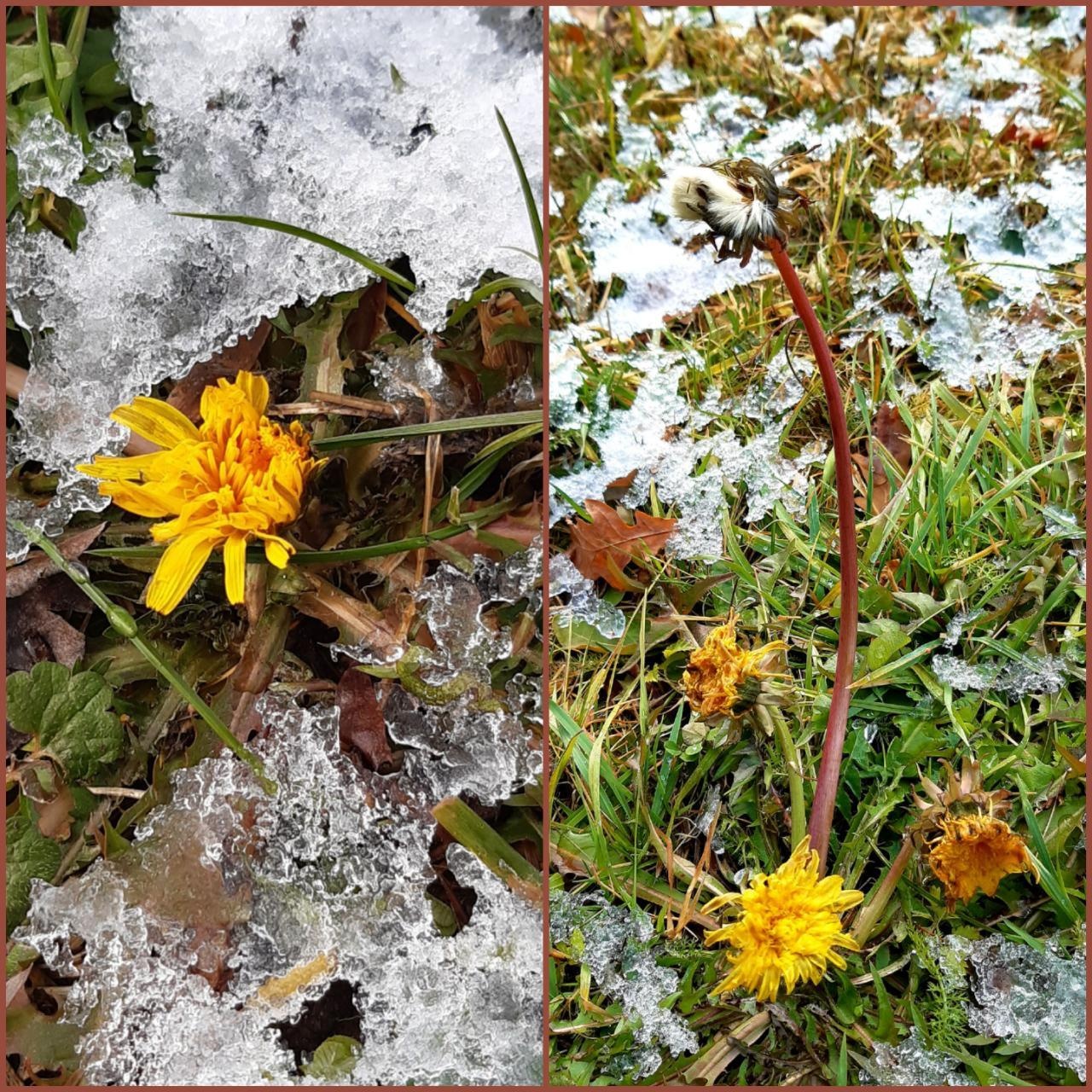 Sonne und Föhn lassen den Löwenzahn sogar die Blüten öffnen 🌼 | 