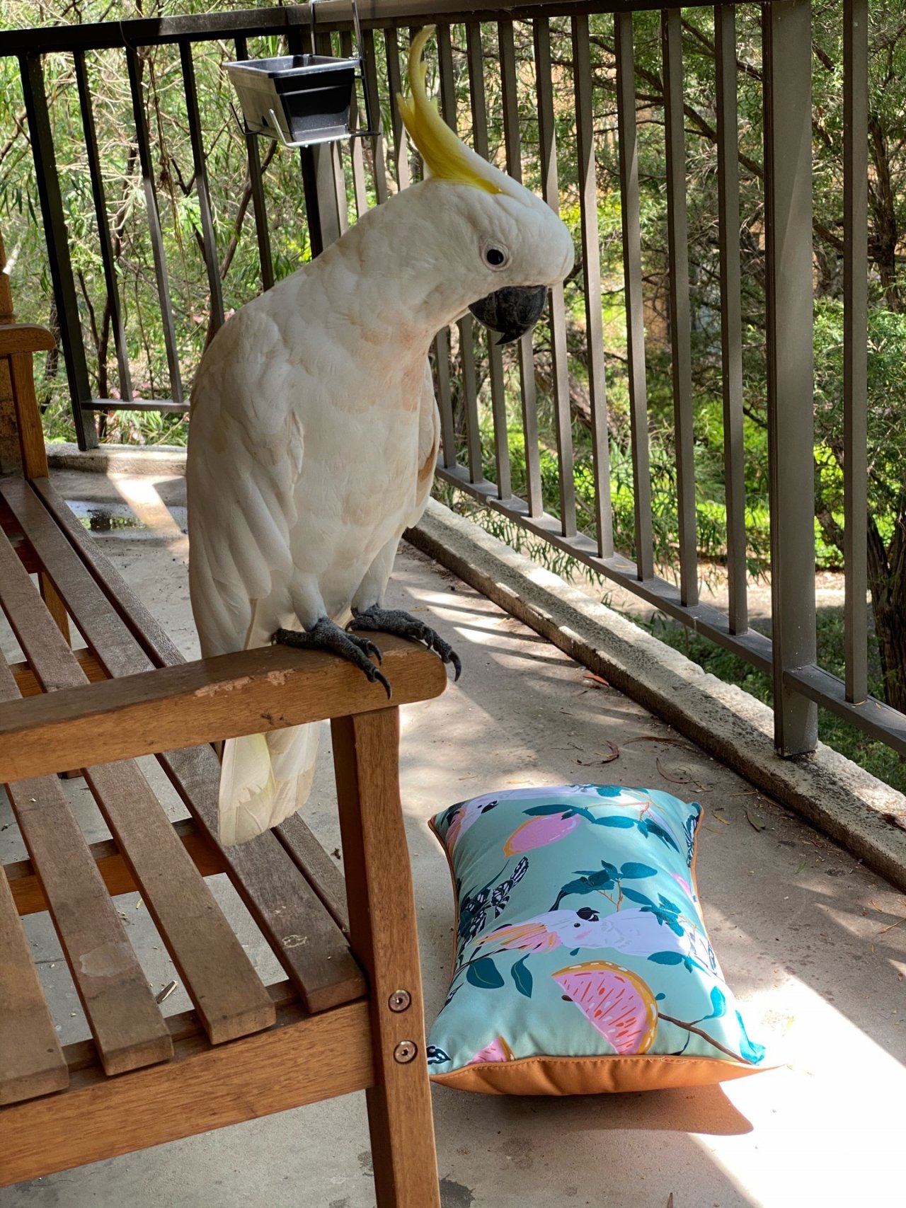 Sulphur-crested Cockatoo in Big City Birds App spotted by Amy Renae on 17.12.2020