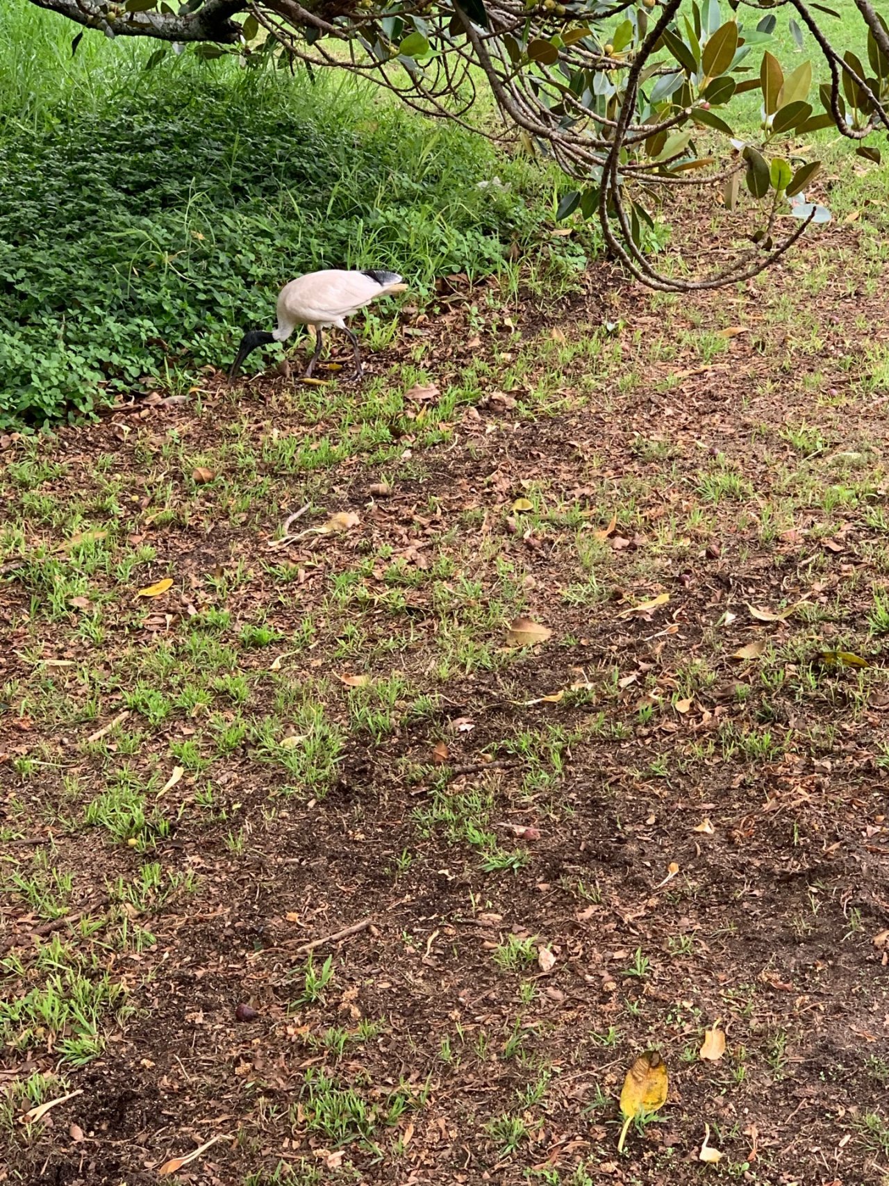 White Ibis in Big City Birds App spotted by Sean Serduk on 01.01.2021