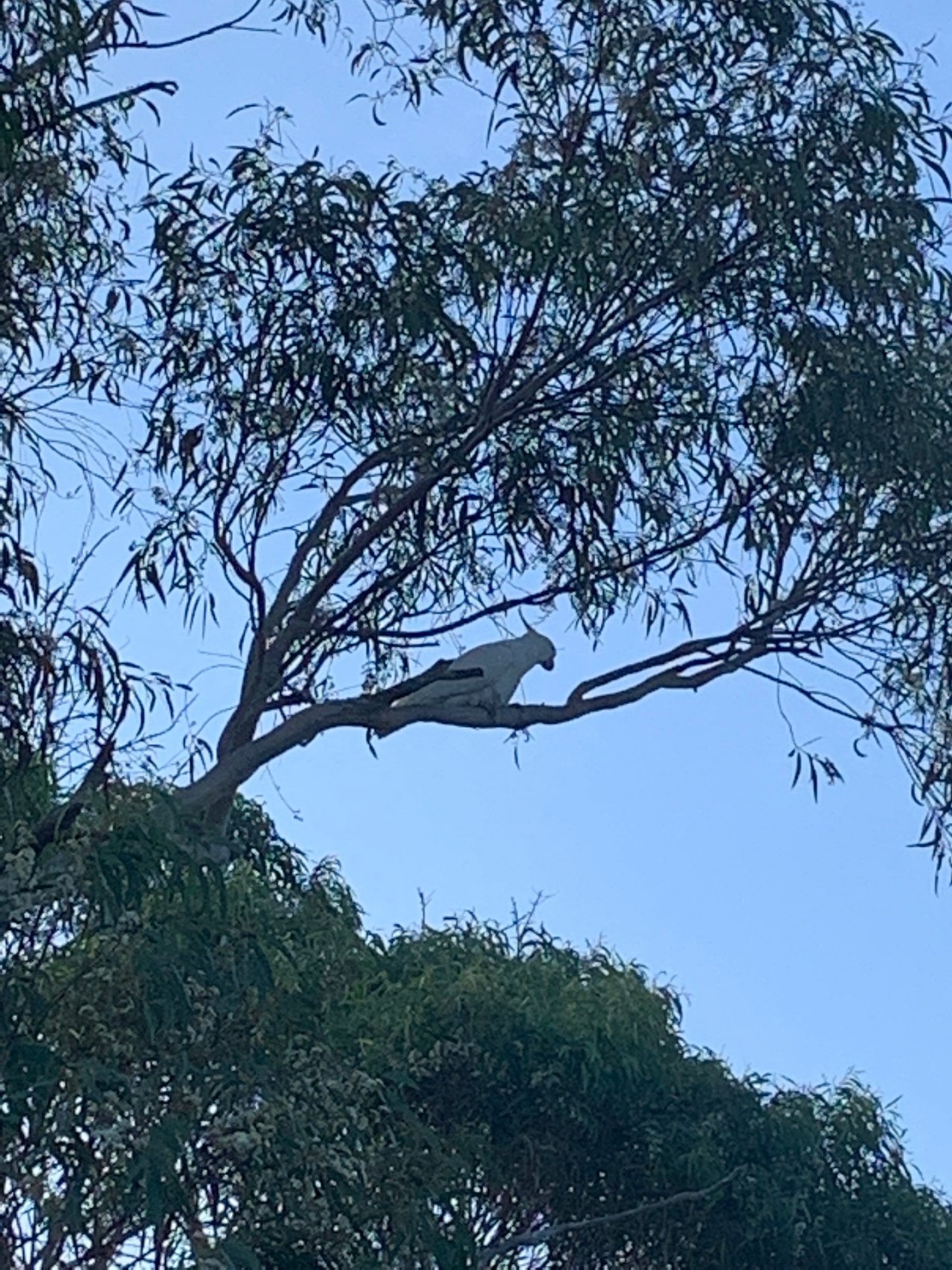 Sulphur-crested Cockatoo in Big City Birds App spotted by Janine Martin on 09.02.2021