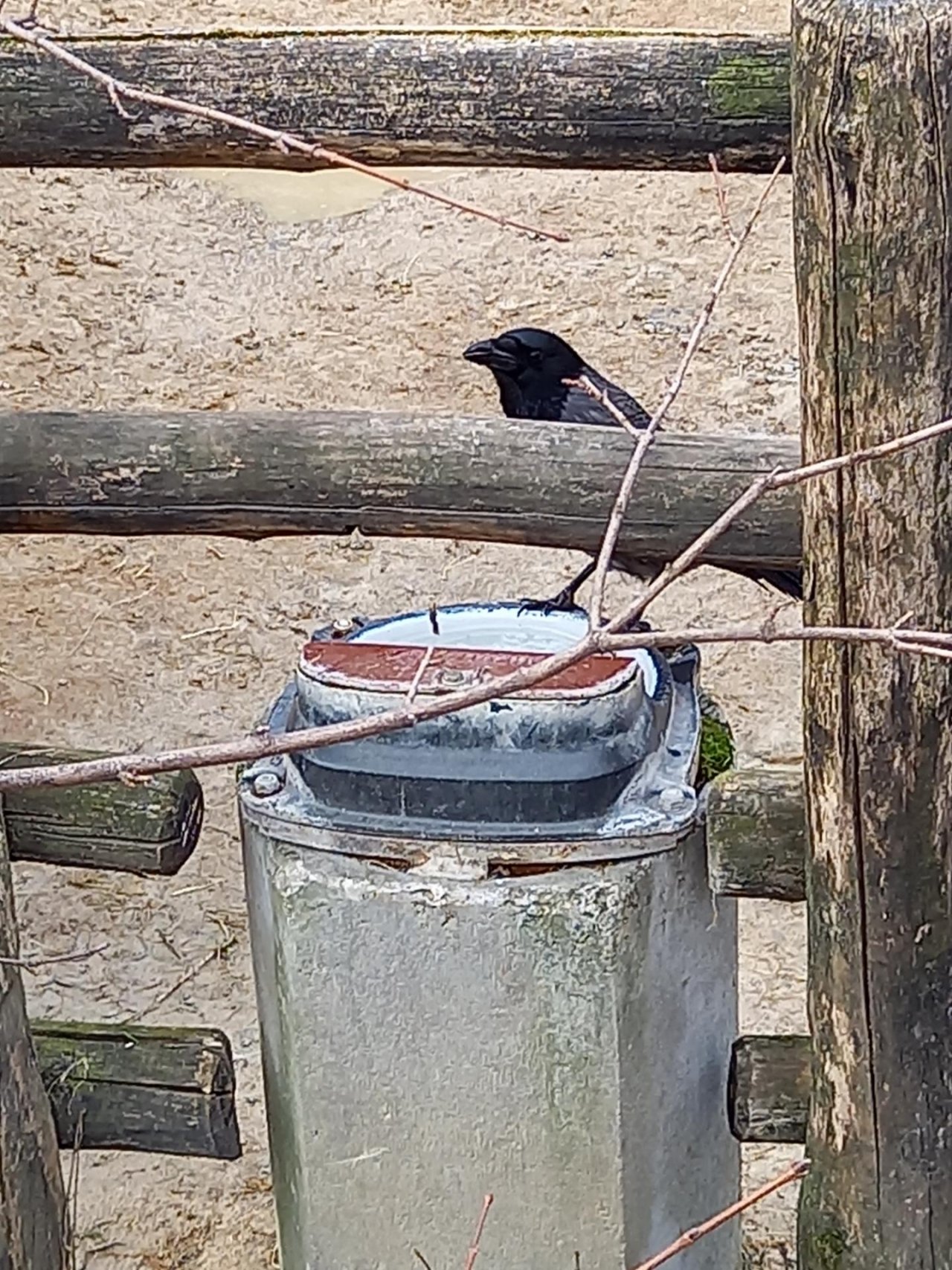 Hooded Crow in KraMobil App spotted by michi2212 on 08.03.2021