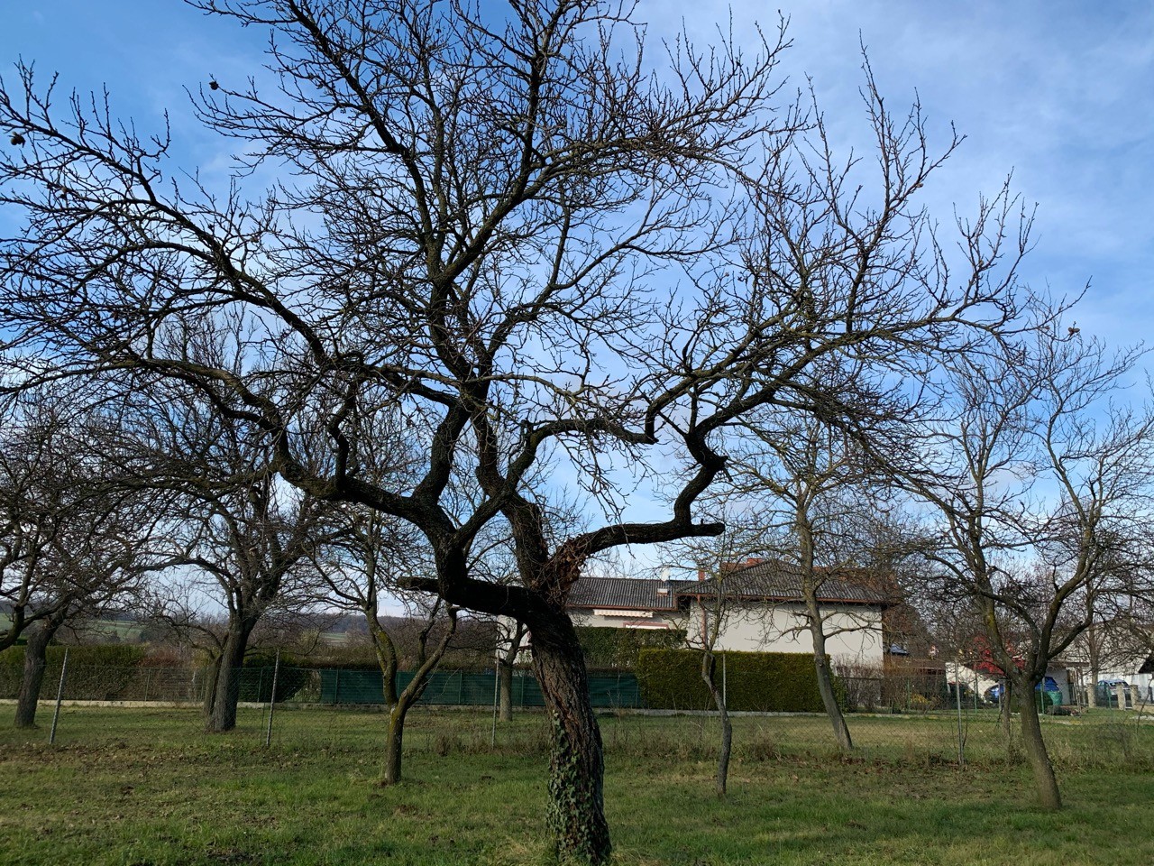 Der Marillenbaum ist entlaubt. | Naturkalender App | 09.12.2020