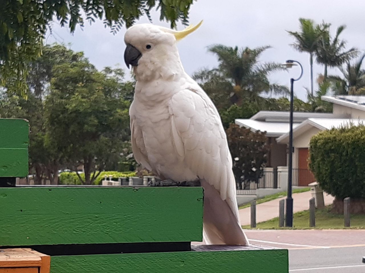 Sulphur-crested Cockatoo in Big City Birds App spotted by Feather on 18.01.2021