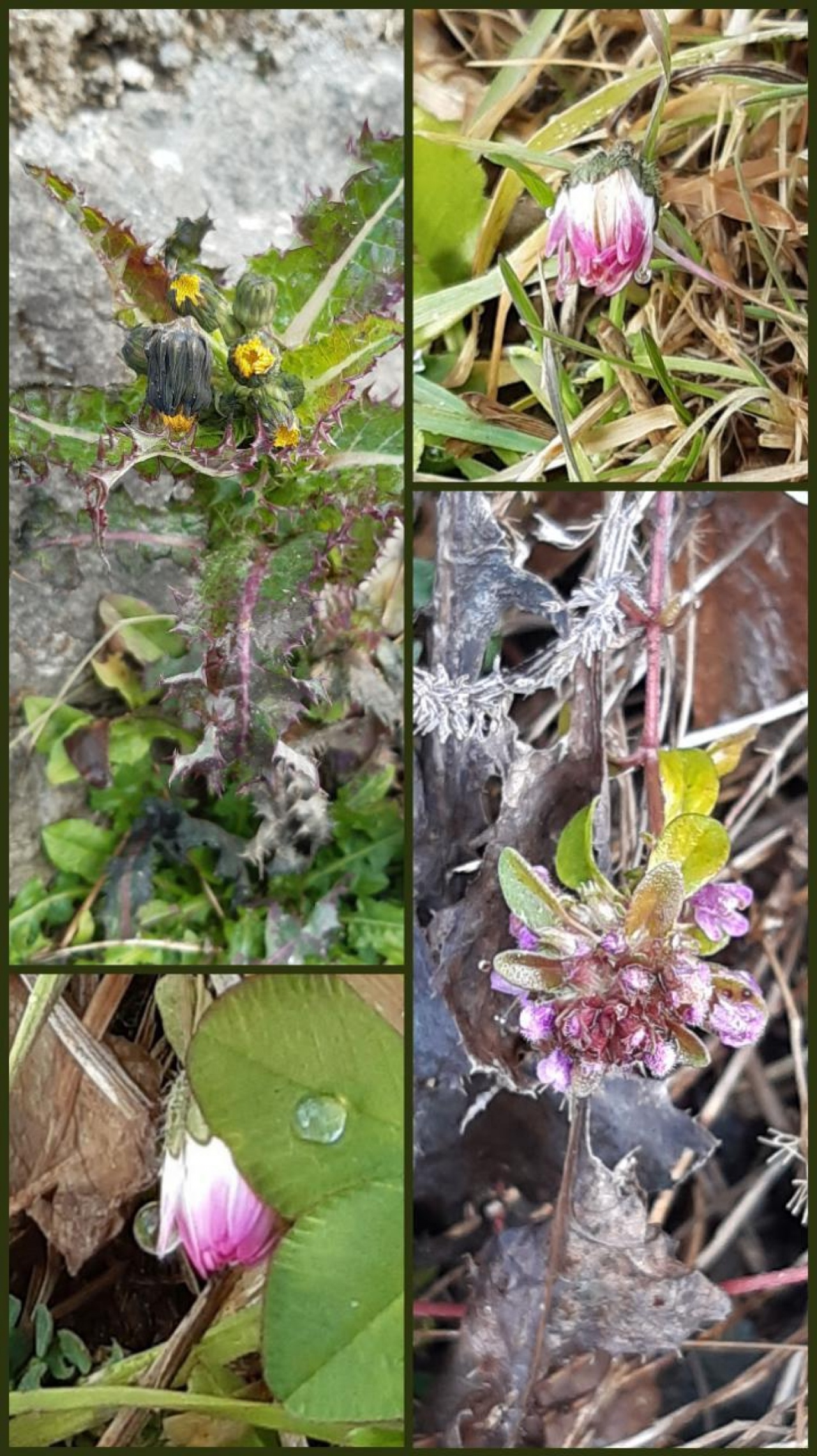 Rauhe Gänsedistel, Feld-Thymian und Gänseblümchen sind noch zu finden 🌼💮🌸 | Naturkalender 