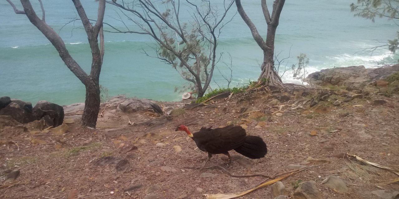 Brush-turkey in Big City Birds App spotted by Grantreg on 26.12.2020