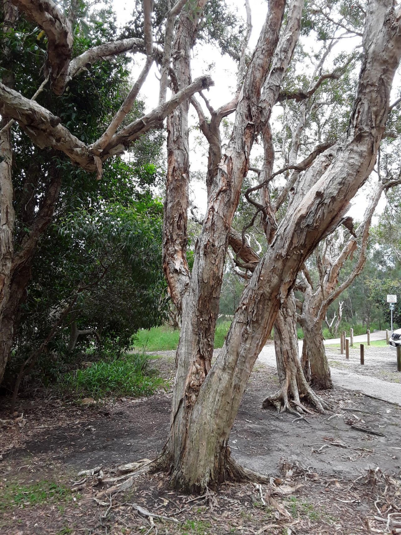 Broad-leaf Paperbark in ClimateWatch App spotted by Sameer Punde on 20.02.2021